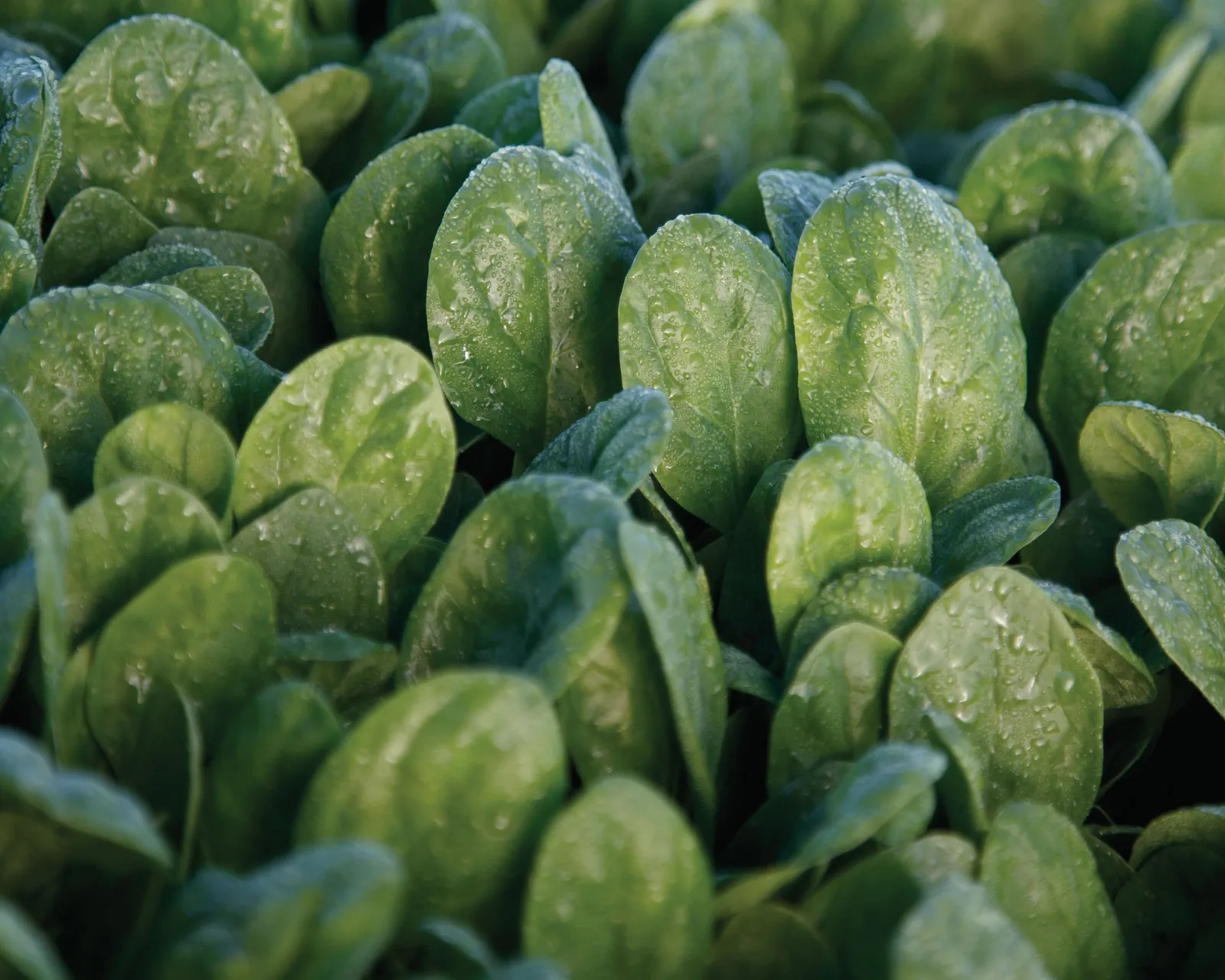 Seaside Spinach