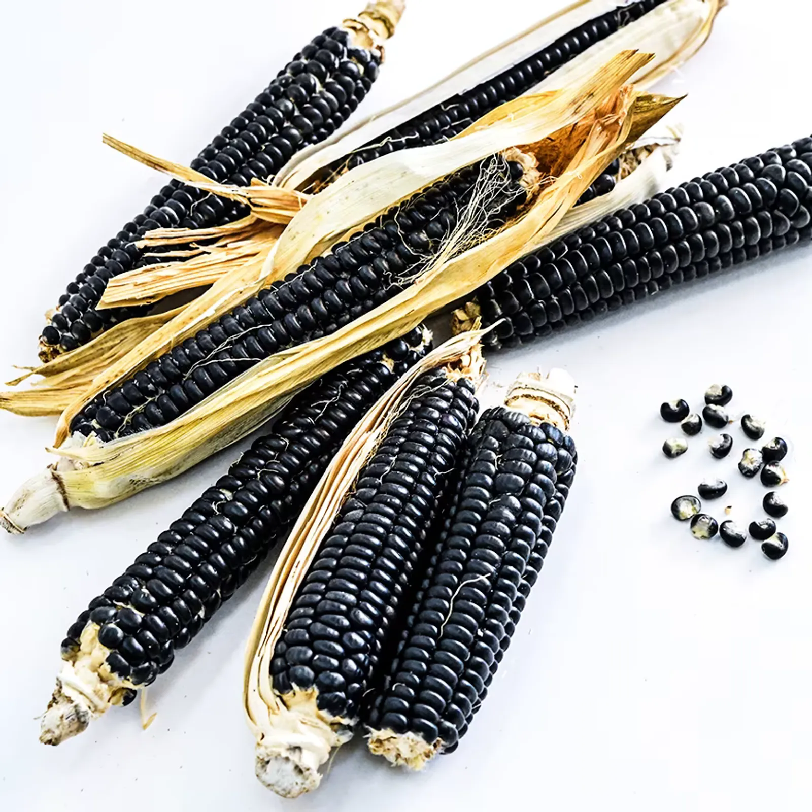 Sehsapsing Delaware Black Flint Corn