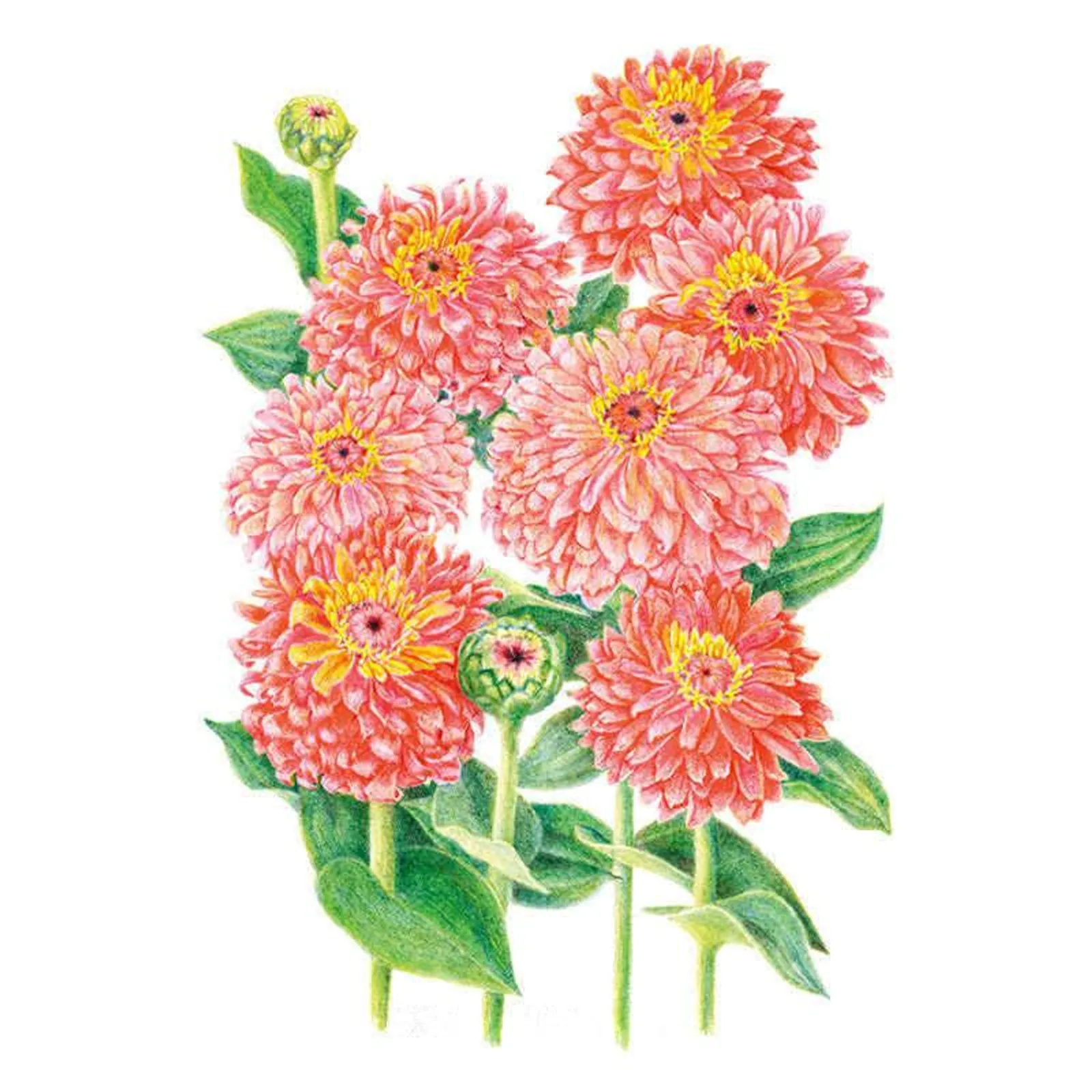 Senora Zinnia