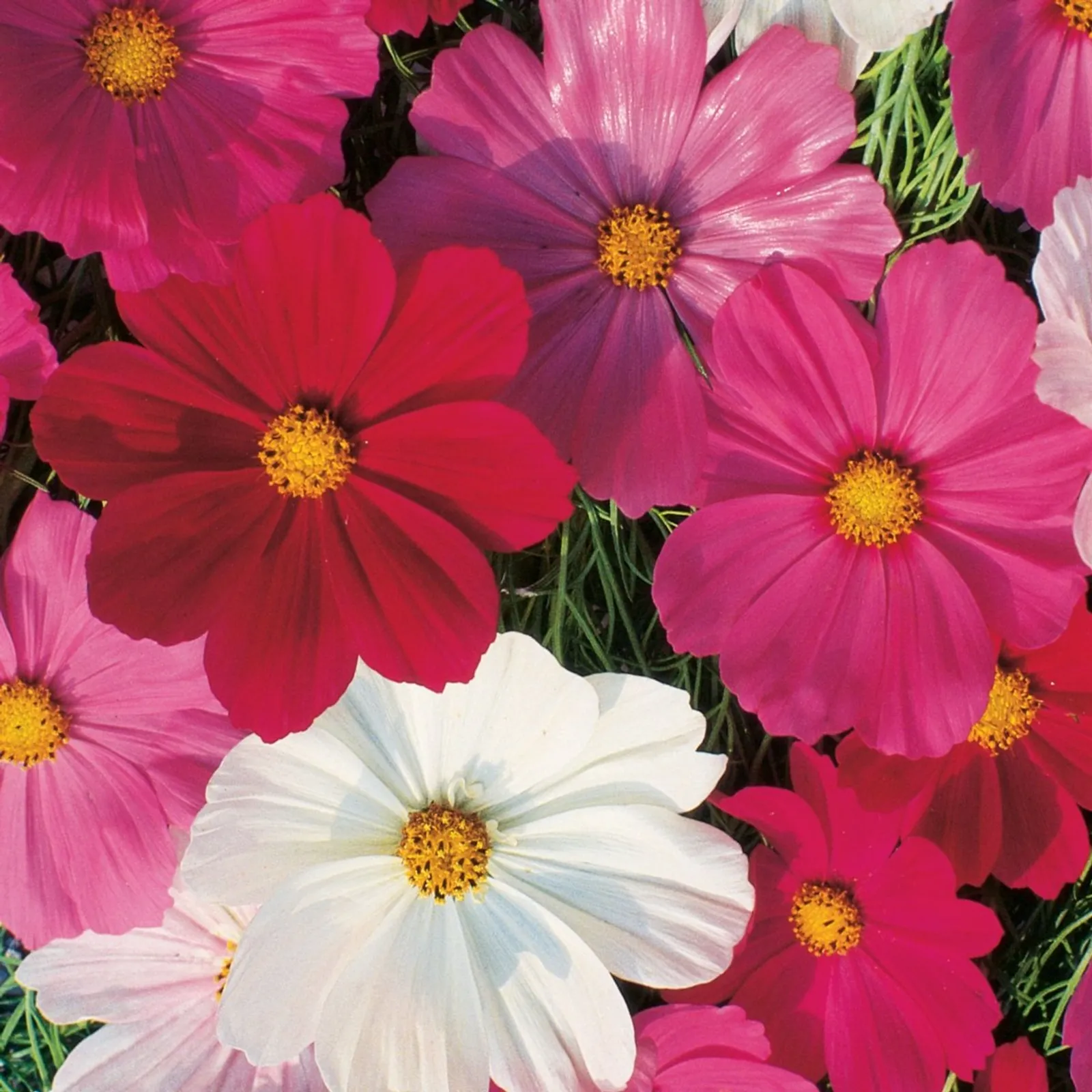 Sensation Mixed Colors Cosmos