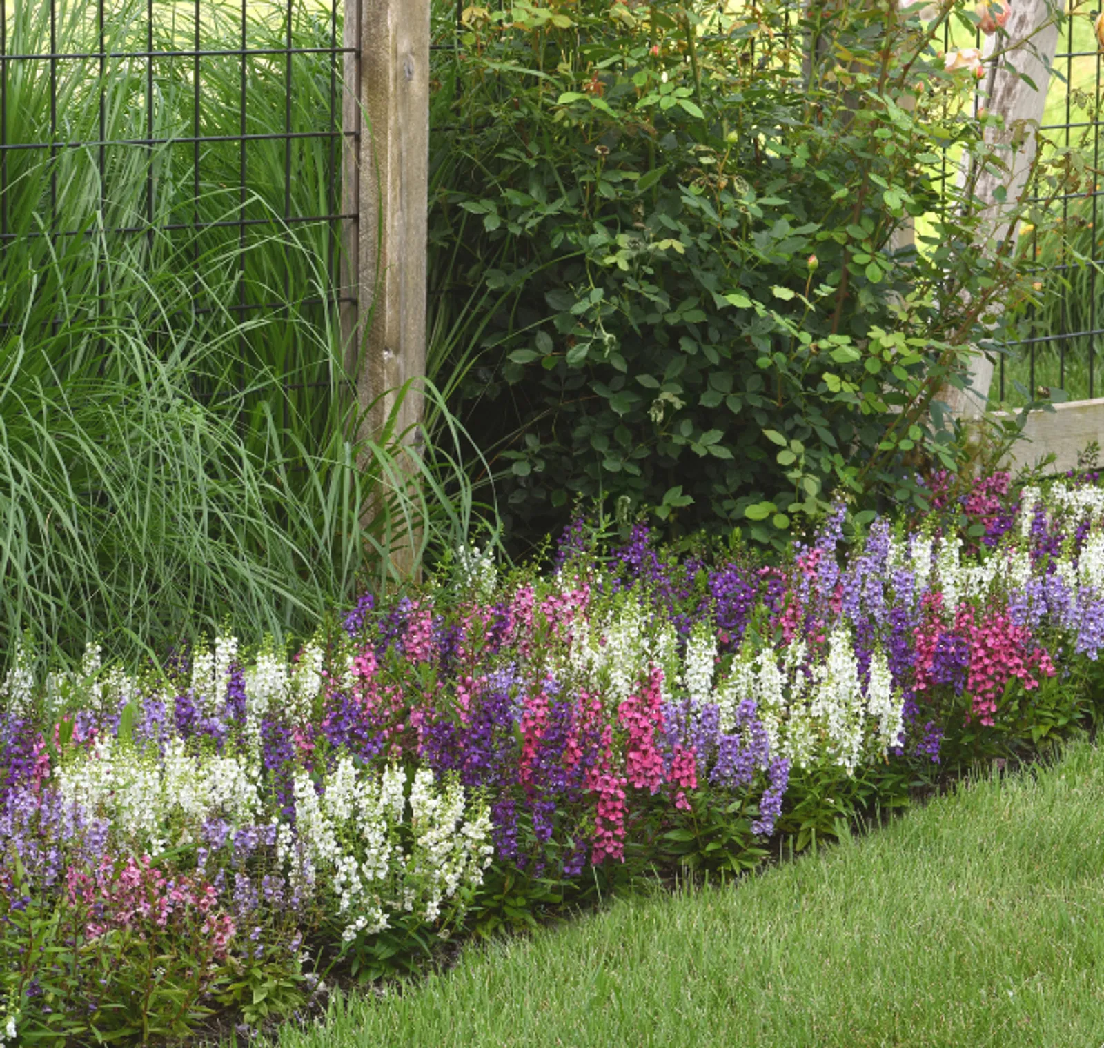 Serena Hybrid Mix Angelonia Impatiens