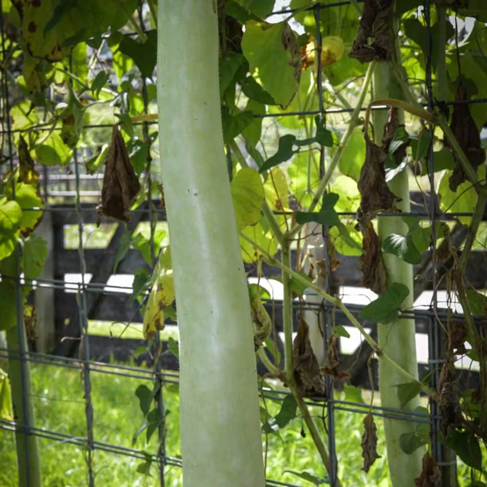 Serpente De Sicilia Cucuzzi Gourds