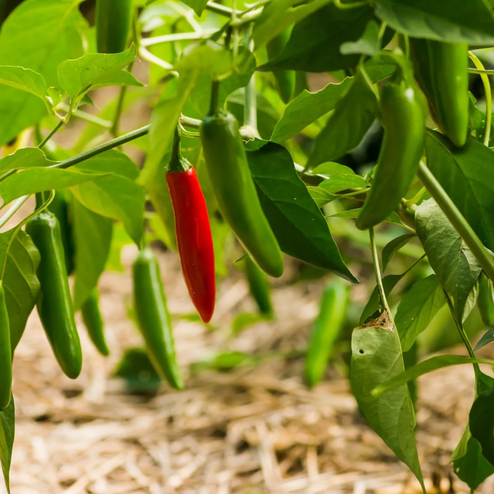 Serrano Chili Peppers