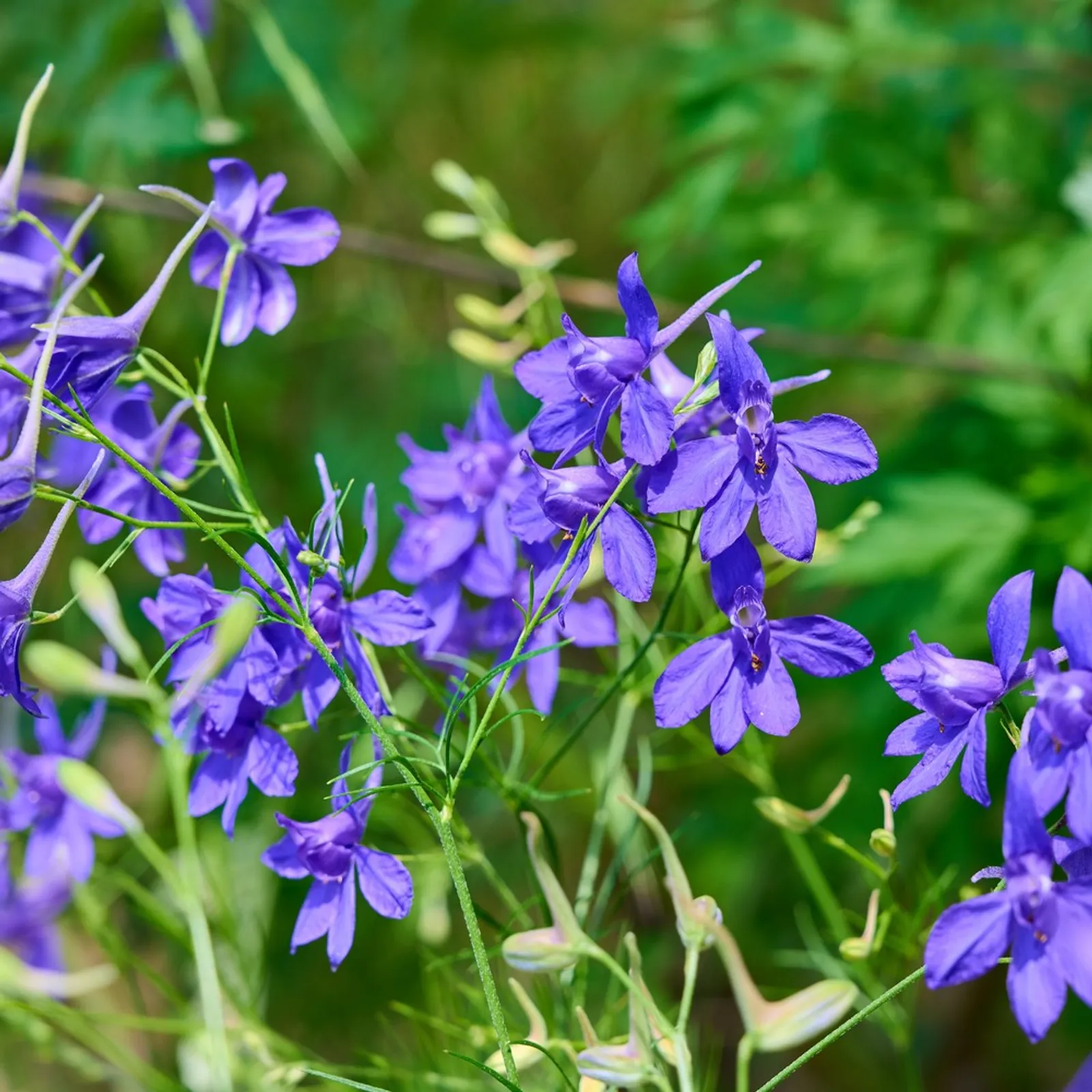 Shades of Blue Larkspur