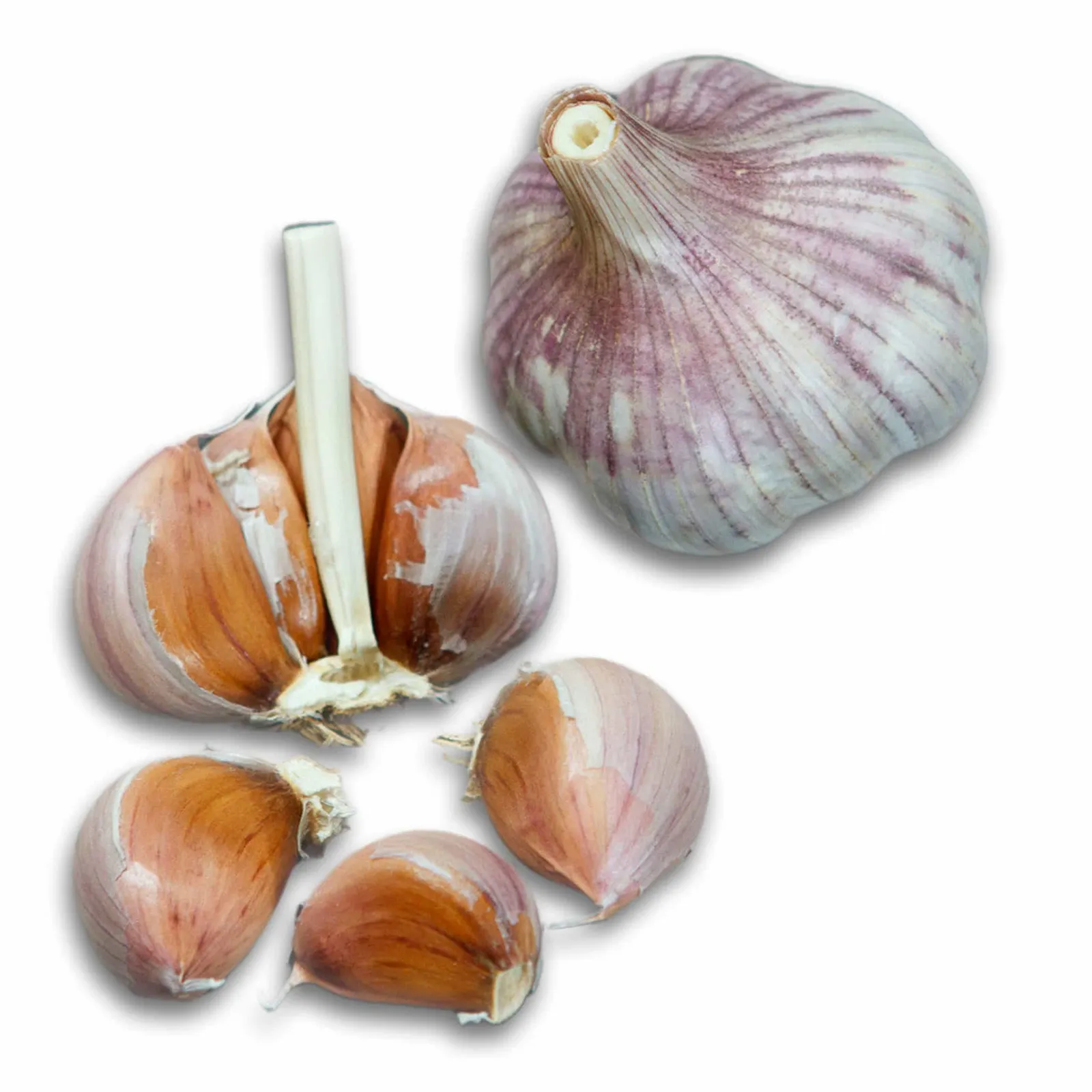 Shandong Hardneck Garlic