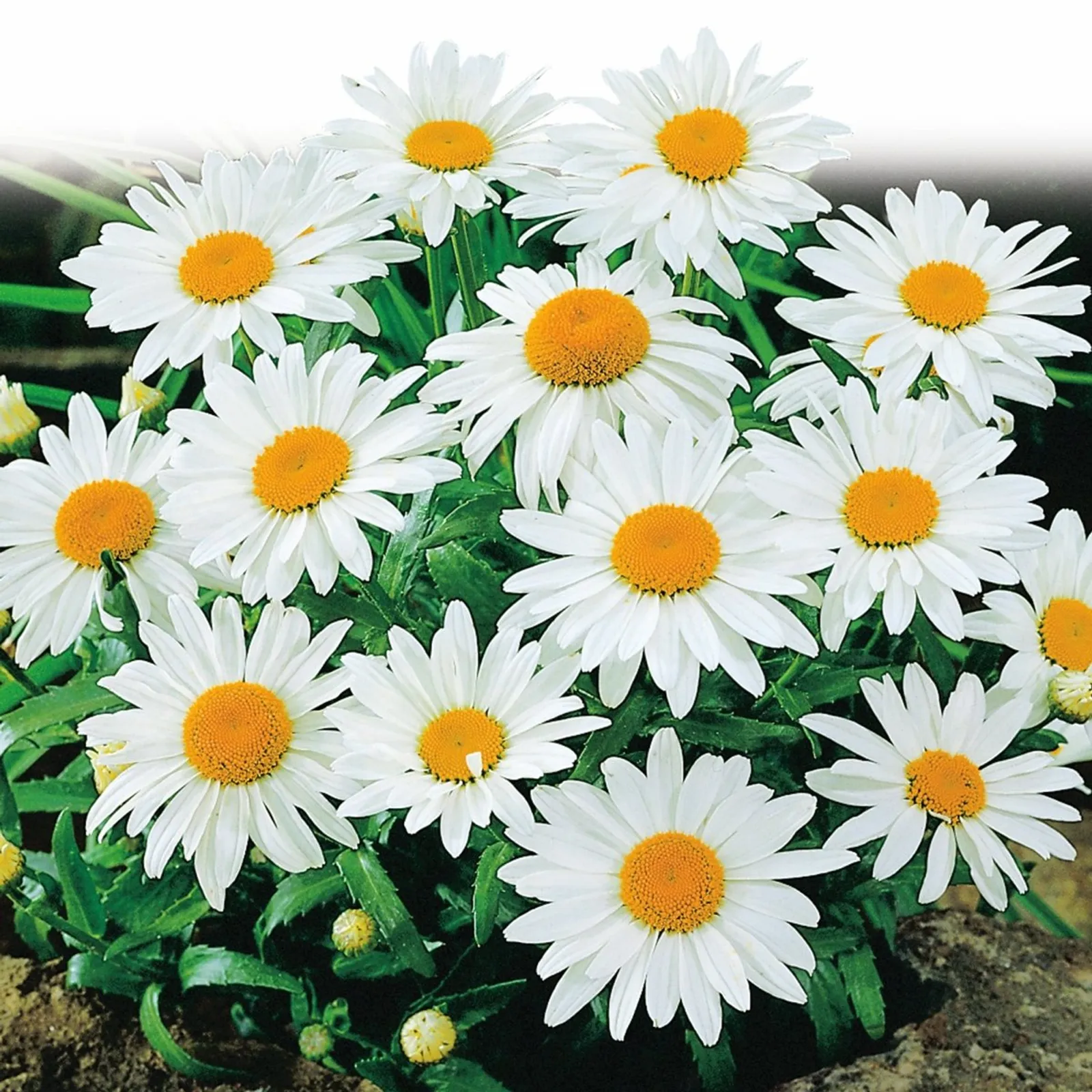 Shasta, Alaska Daisy