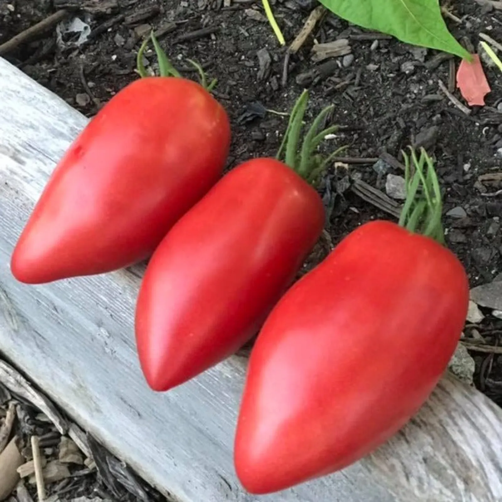 Sheboygan Tomatoes