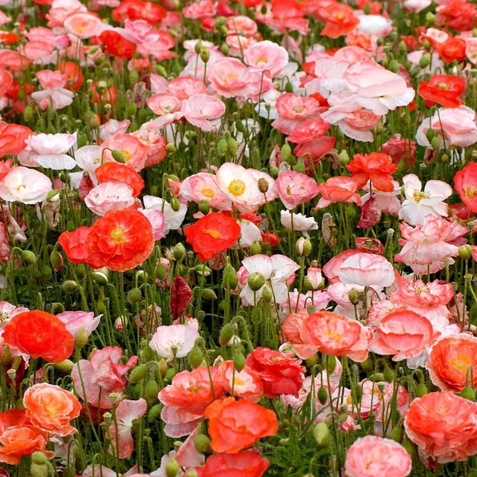 Shirley Double Mix Poppies
