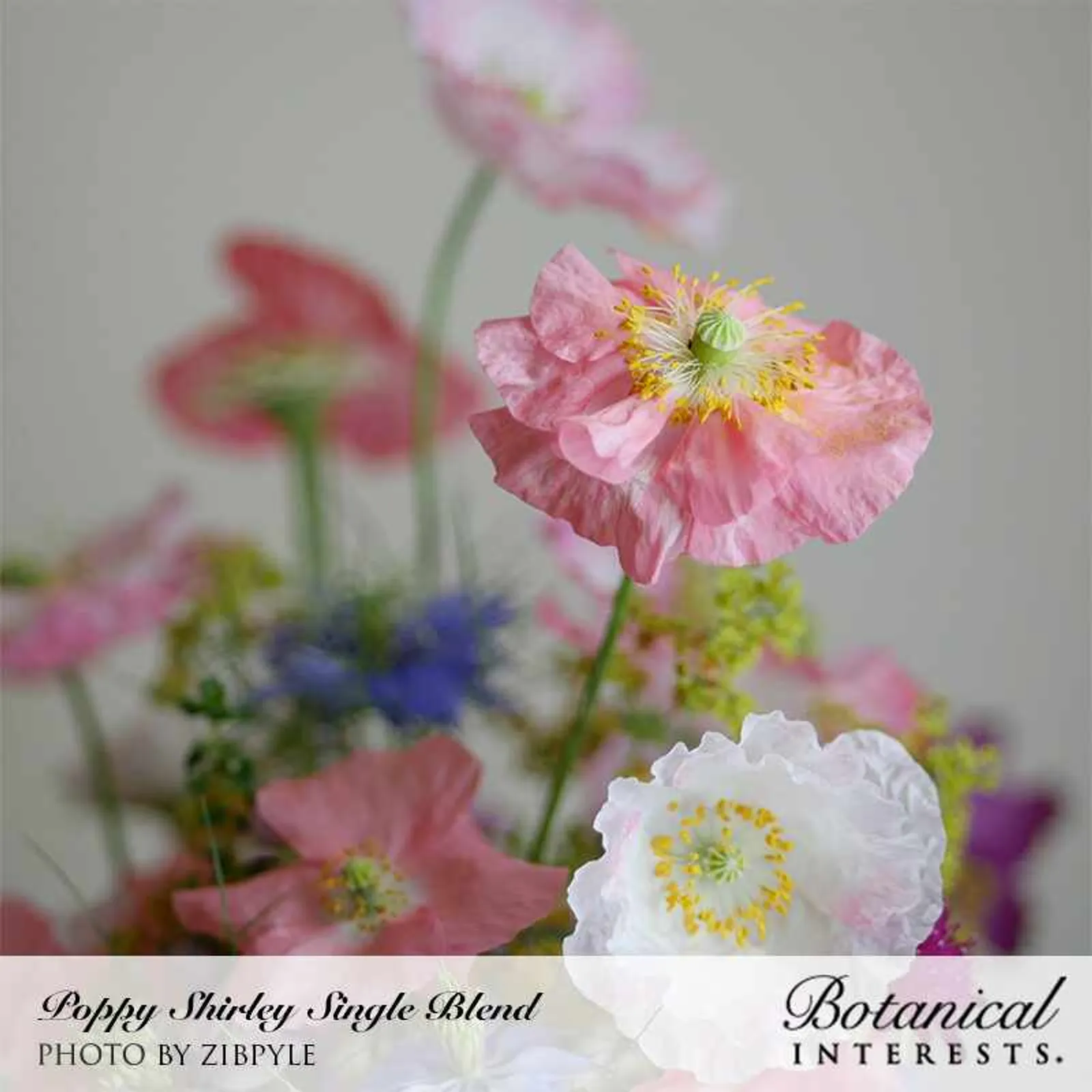 Shirley Single Blend Corn Poppies