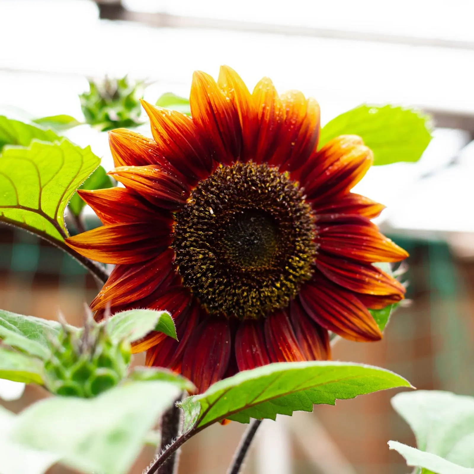 Shock-O-Lat Sunflower
