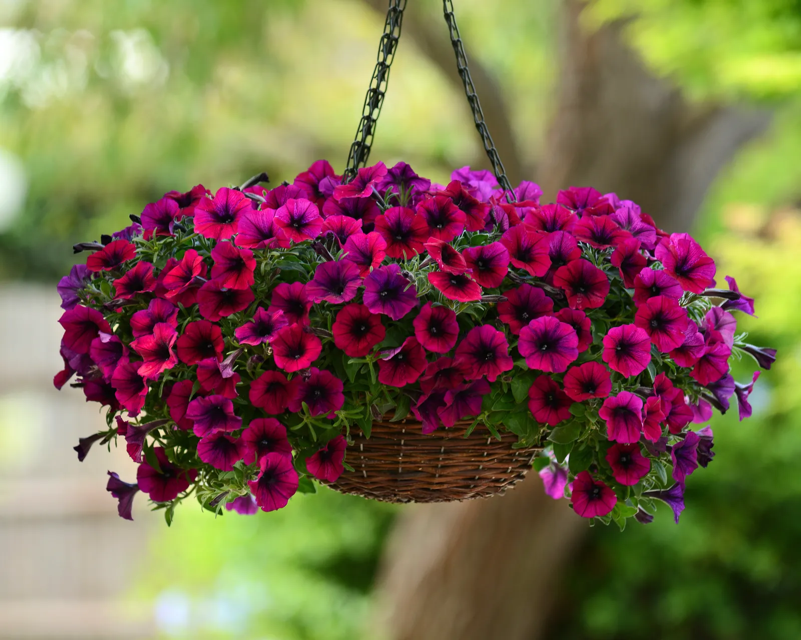 Shock Wave® Deep Purple Spreading Petunia