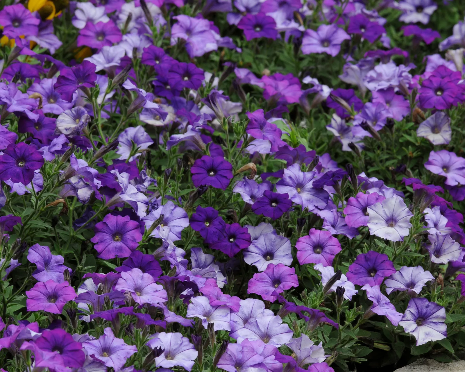 Shock Wave® Denim Spreading Petunia