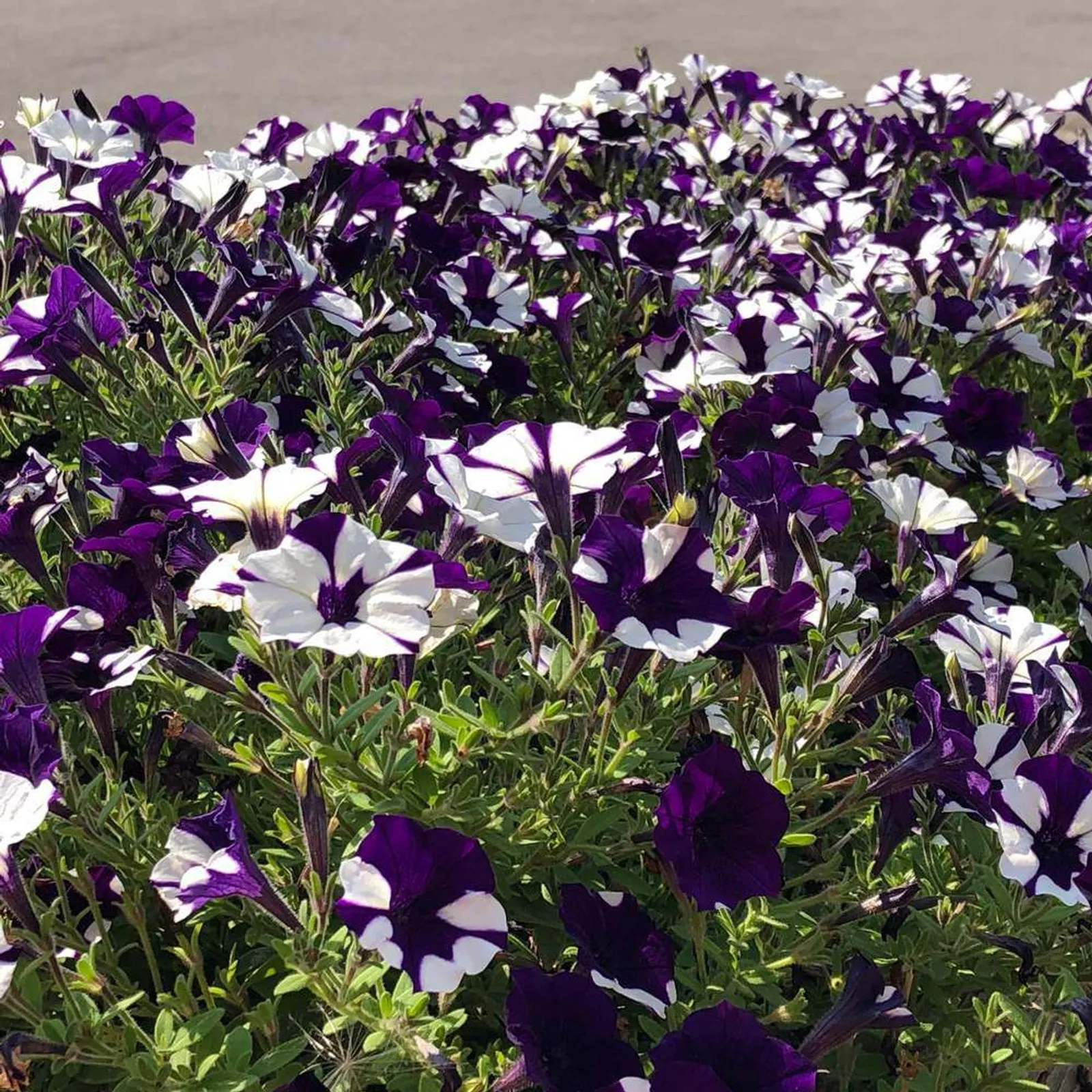 Shock Wave® Purple Tie Dye Spreading Petunia