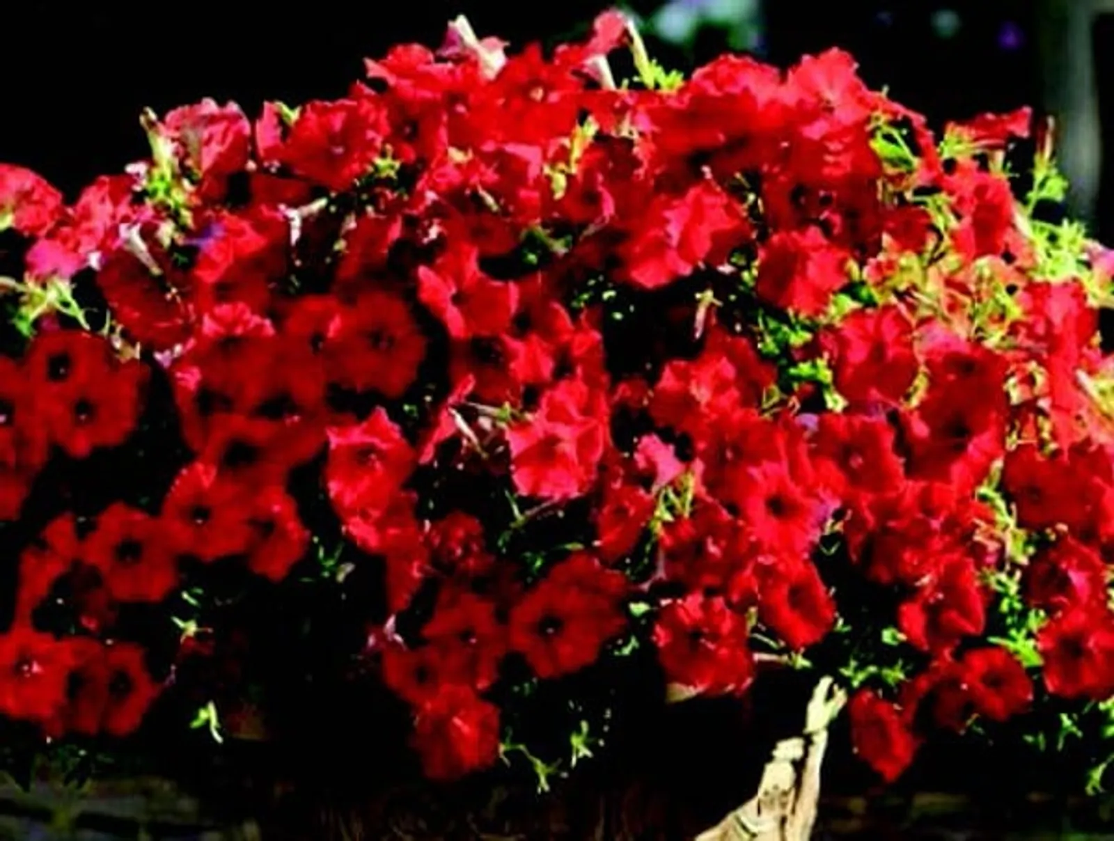 Shock Wave® Red Spreading Petunia