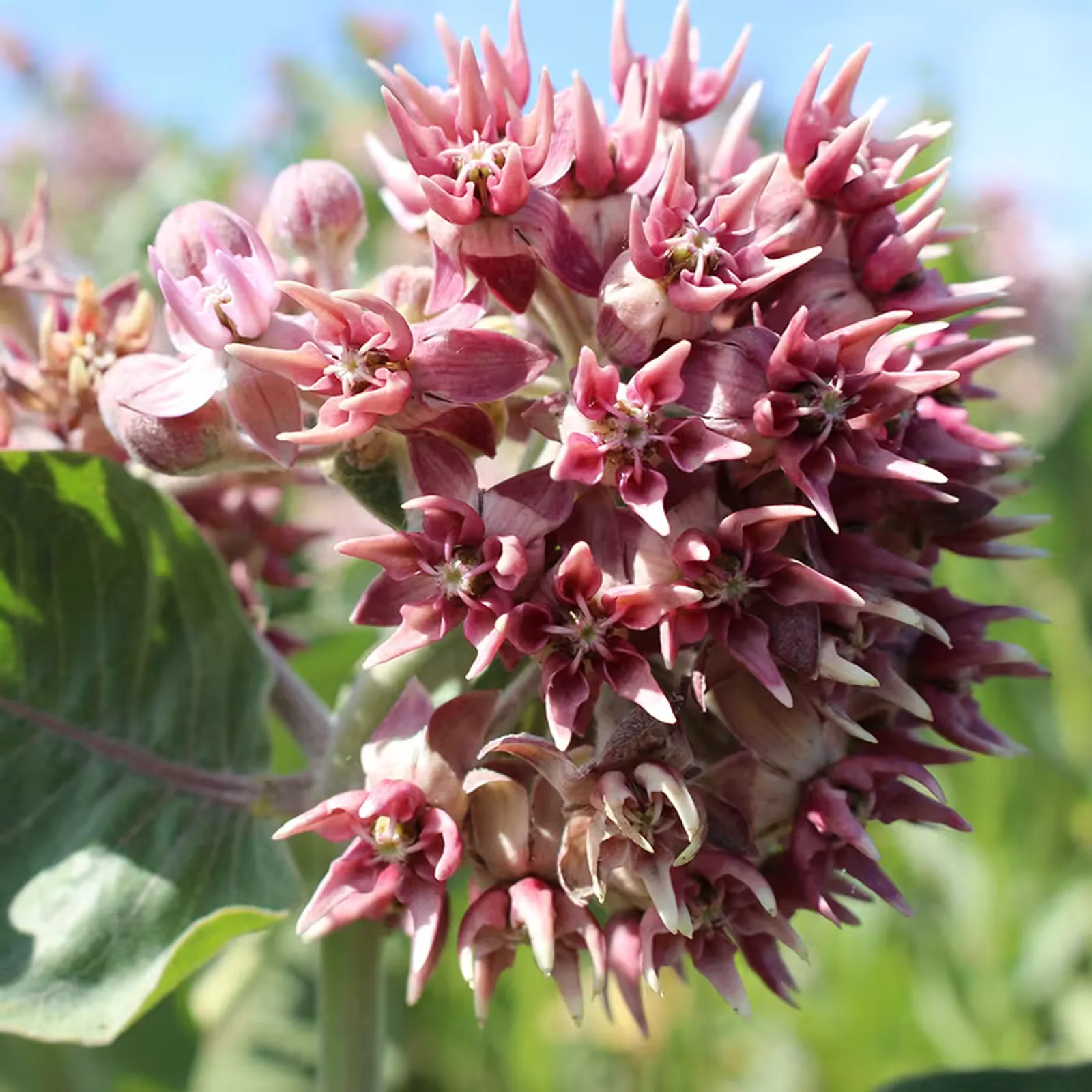 Showy Milkweed