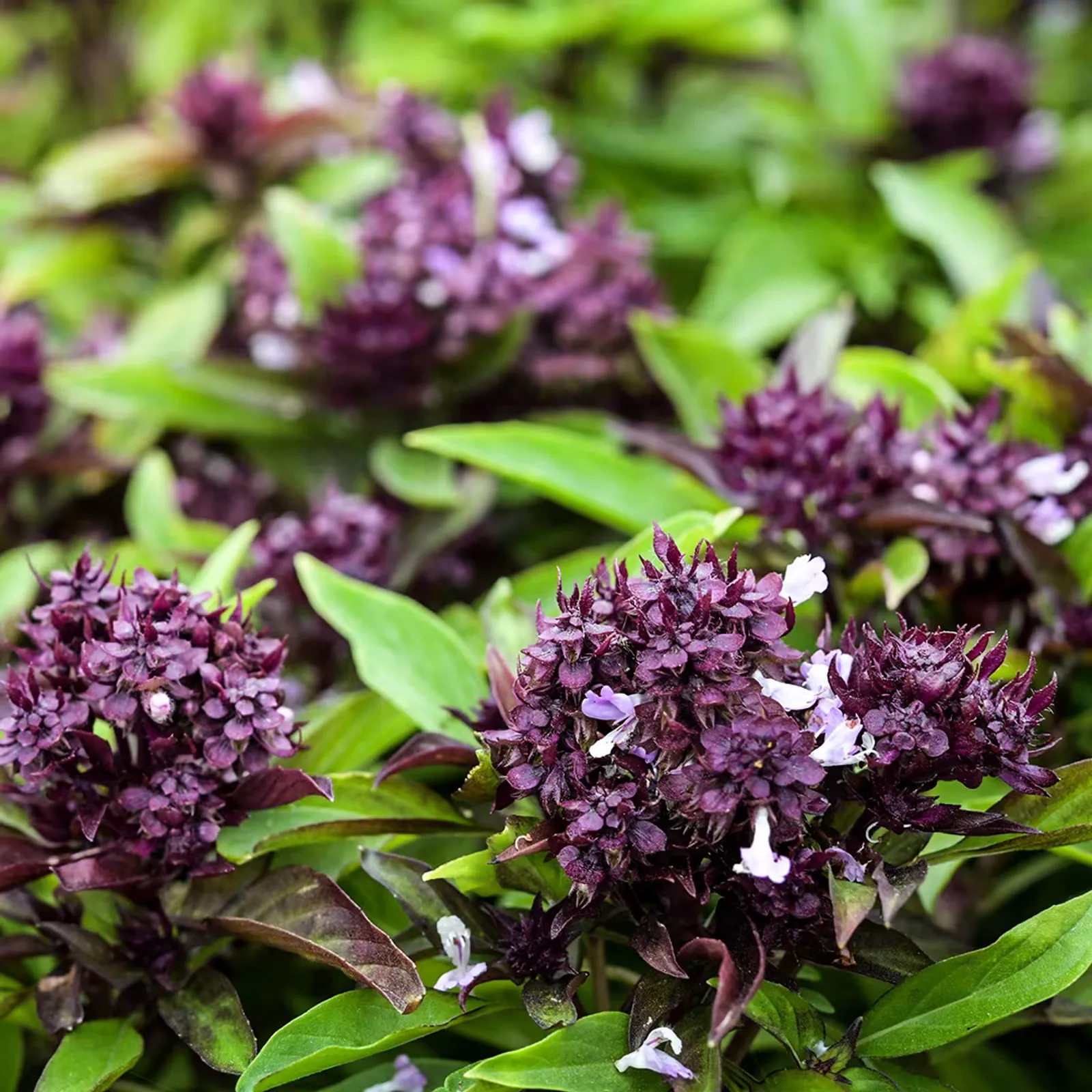 Siam Queen Basil