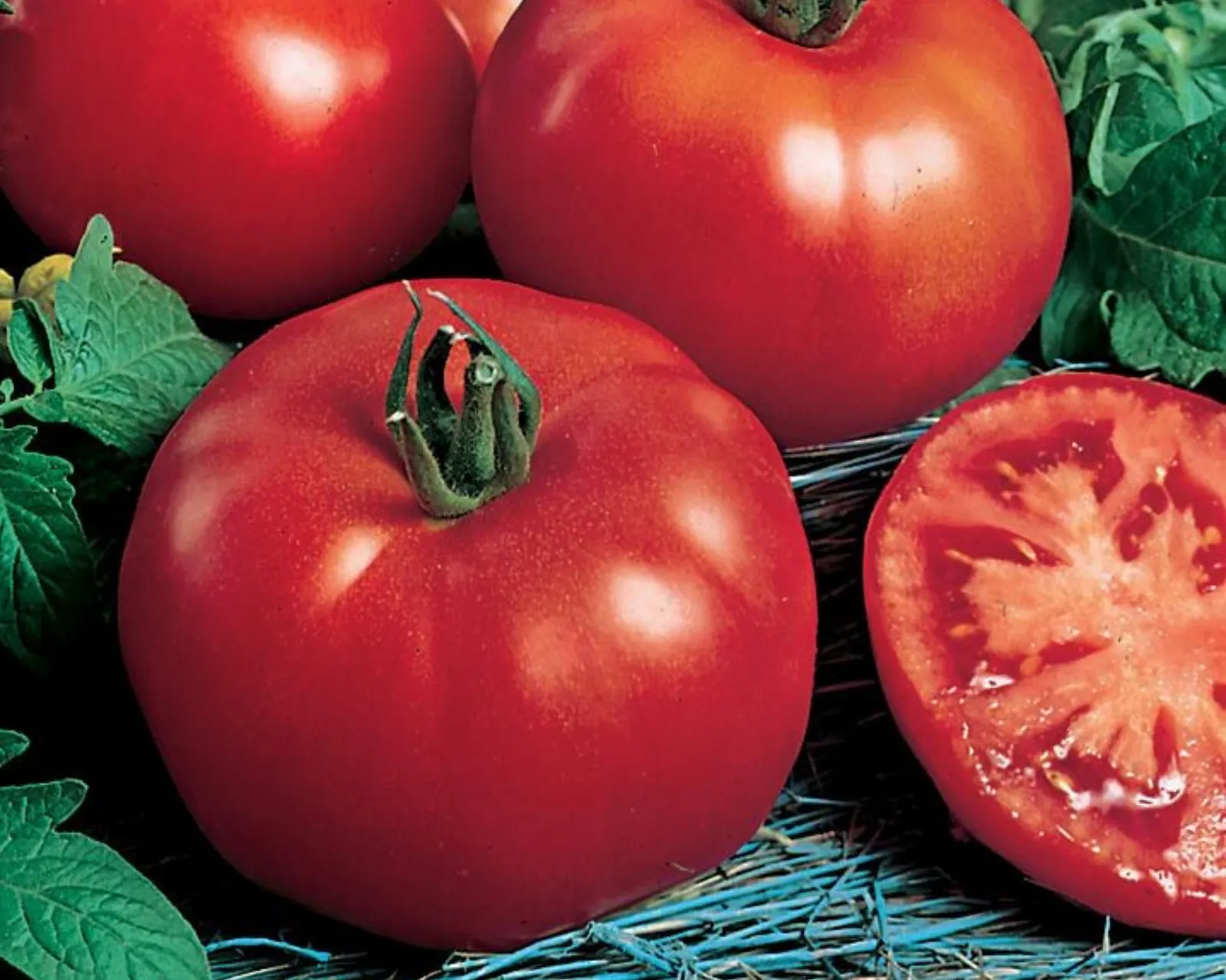 Siberian Tomatoes