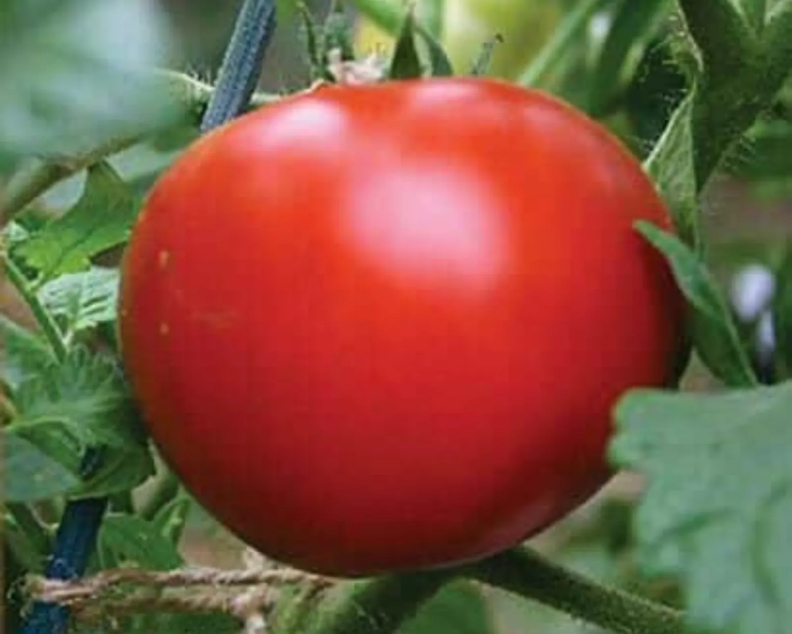 Siletz Tomatoes
