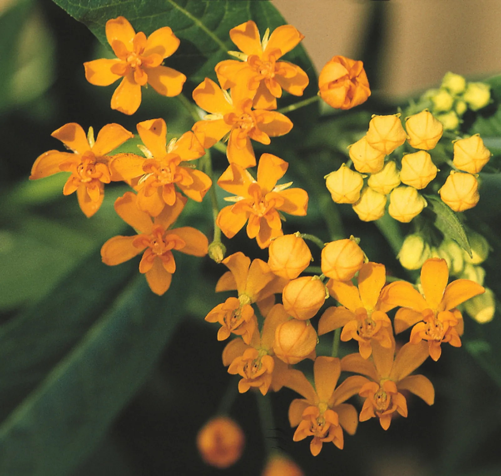 Silky Formula Mix Asclepias Milkweed