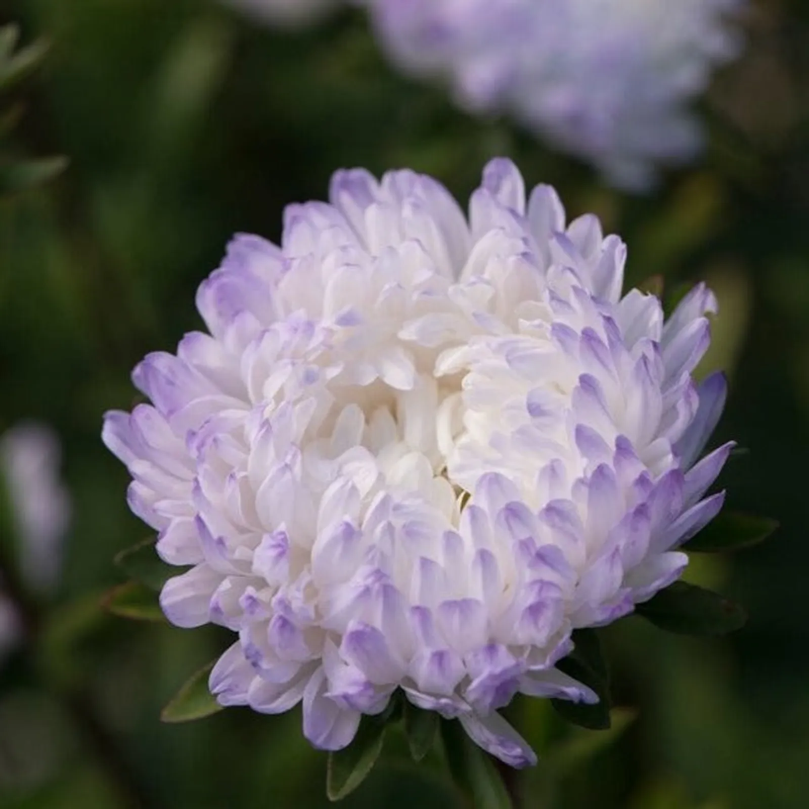 Silver Aster