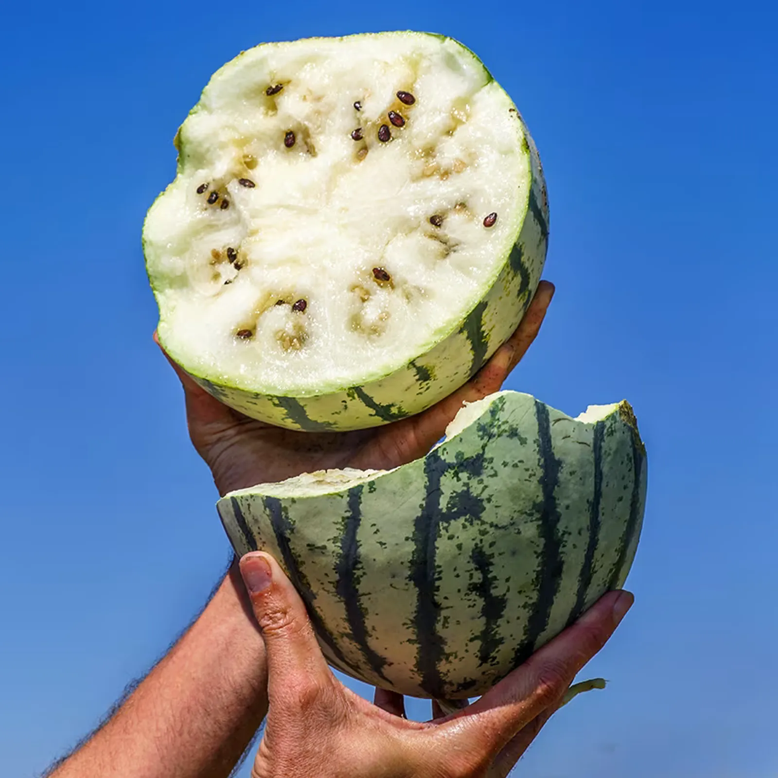 Silver Yamato Watermelon