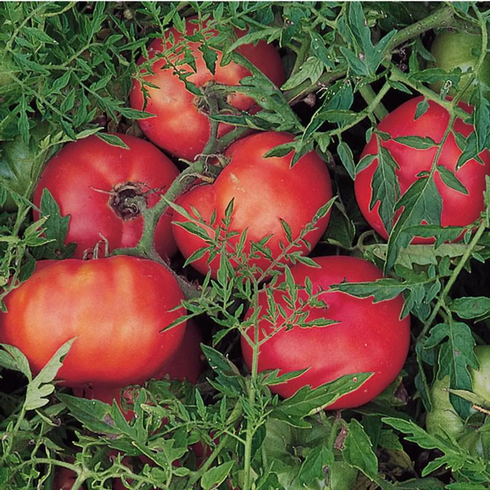 Silvery Fir Tree Tomatoes