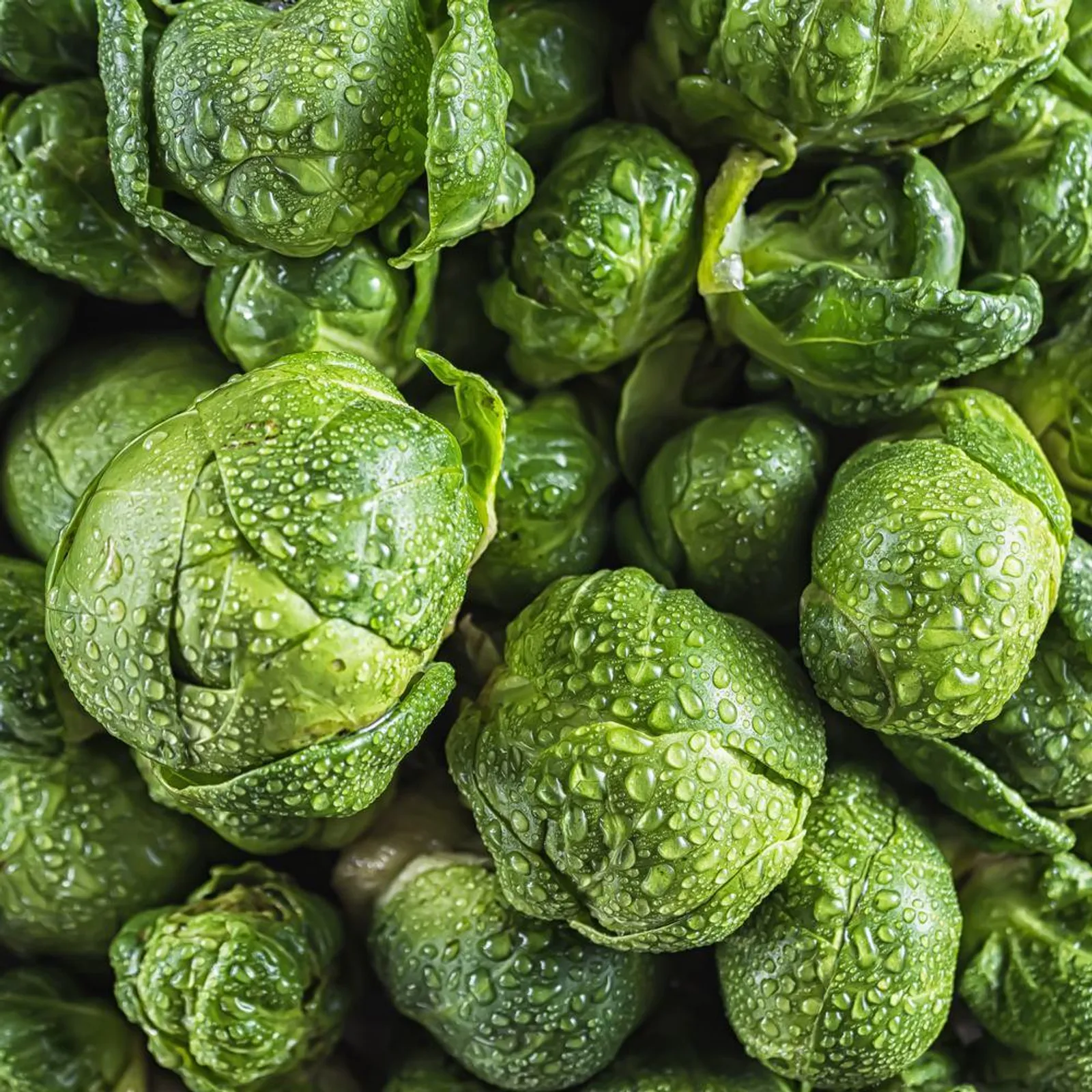 Silvia Brussels Sprouts