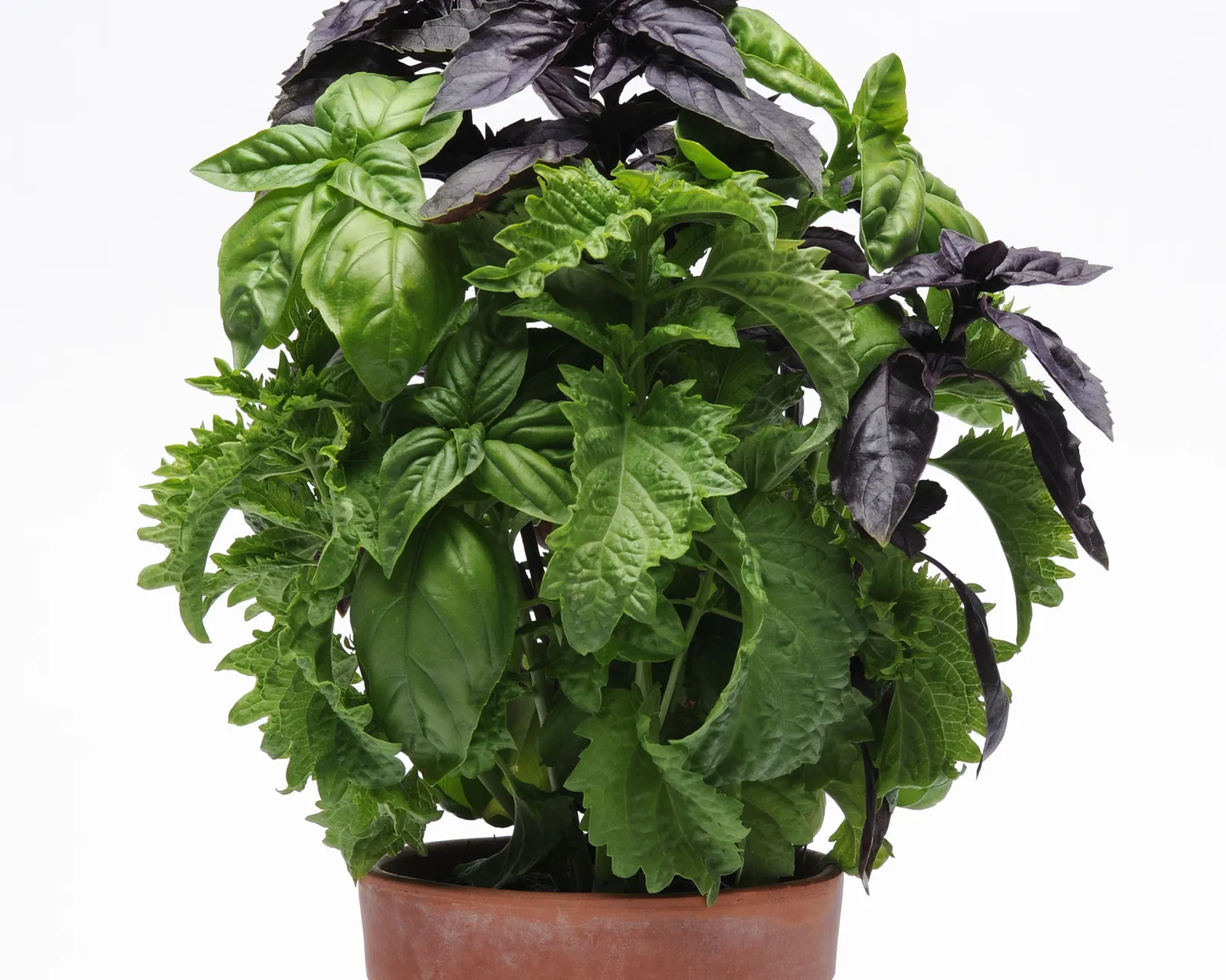 SimplyHerbs Try Basil