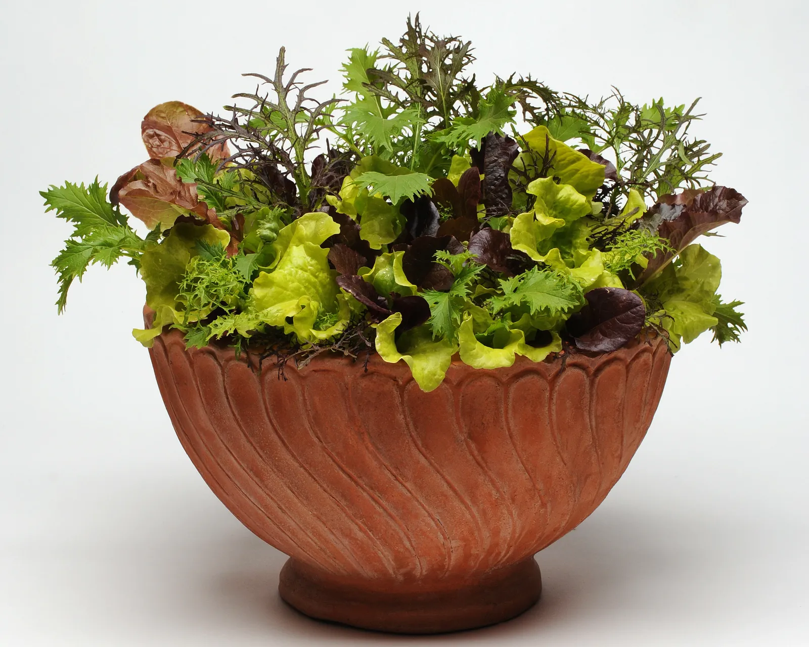SimplySalad® Global Gourmet Mix Lettuce