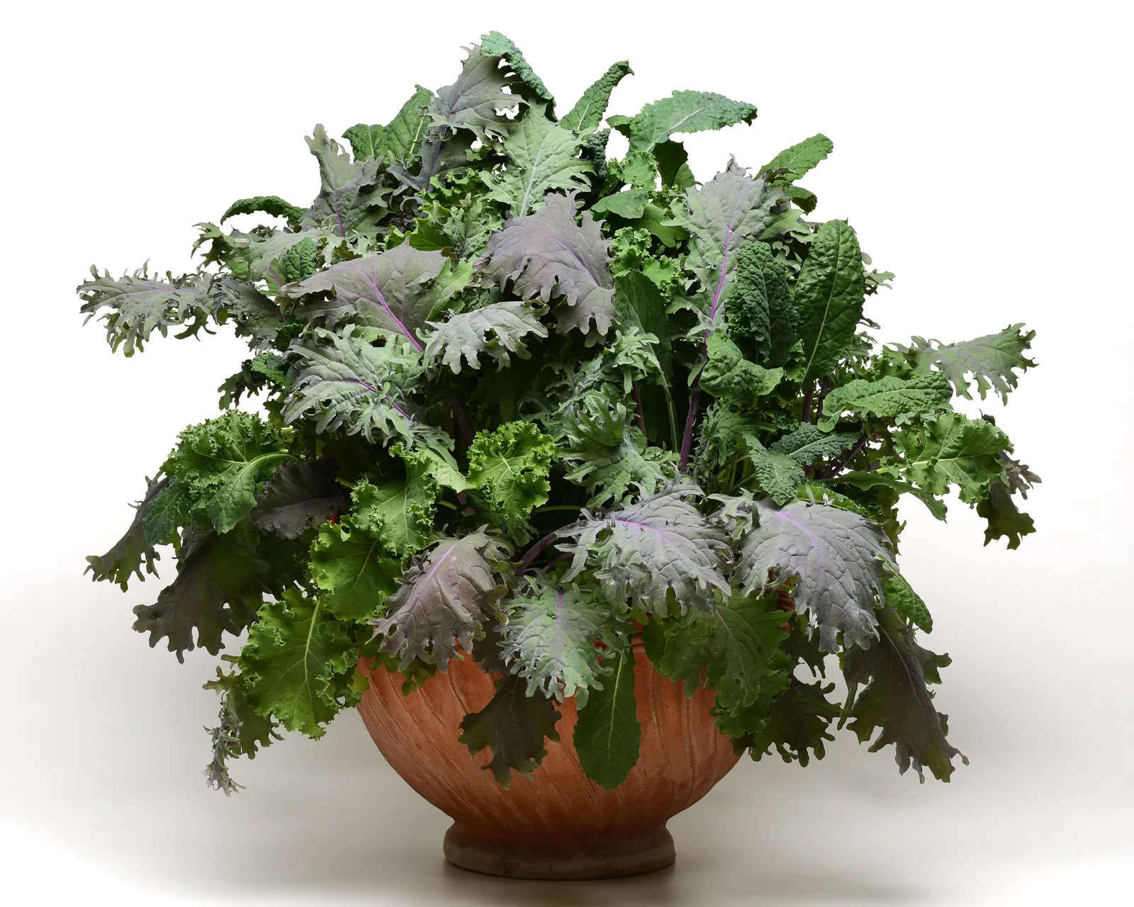 SimplySalad® Storm Mix Kale