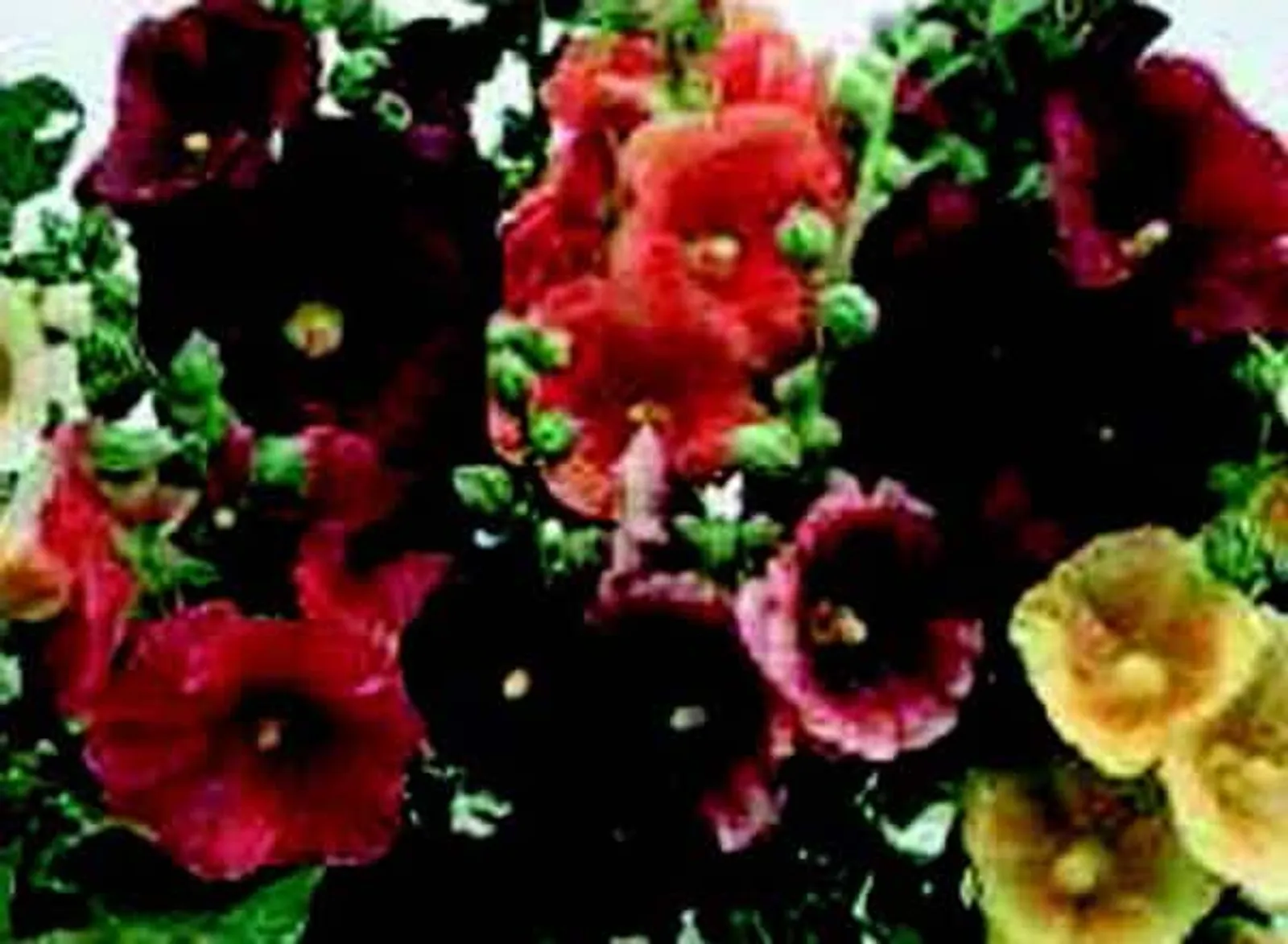 Single Old-Fashioned Country Romance Mix Hollyhock