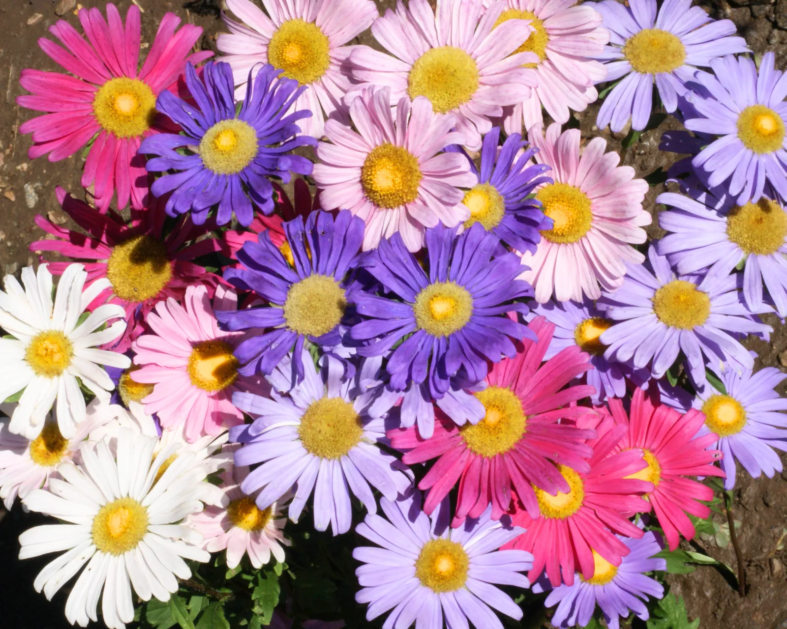 Single Rainbow Mix Aster