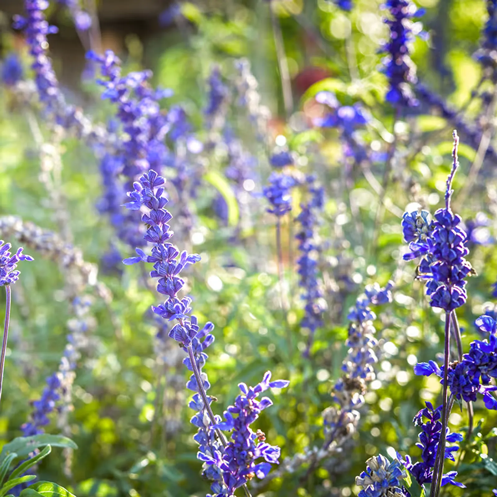 Sirius Blue Sage