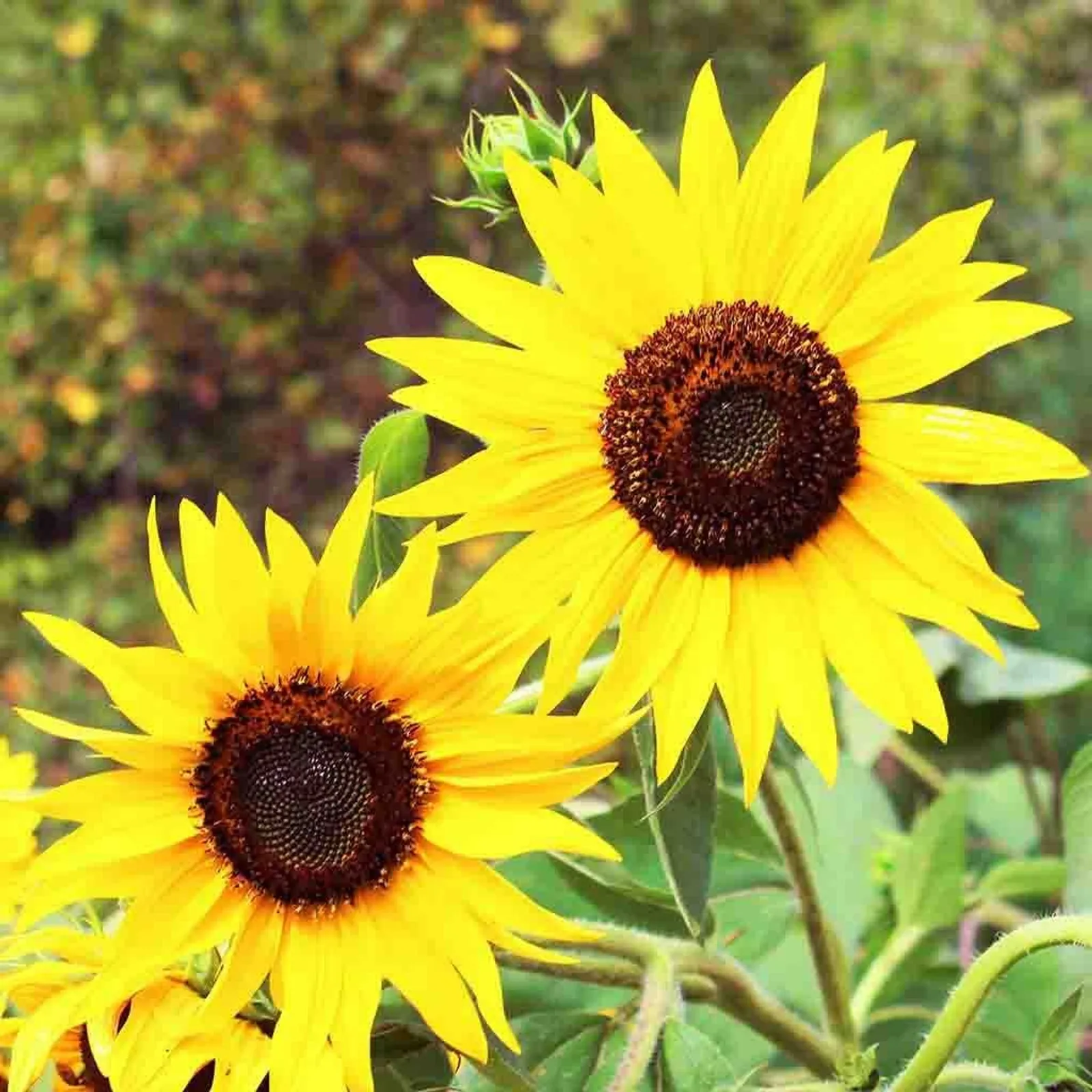 Skyscraper Sunflower