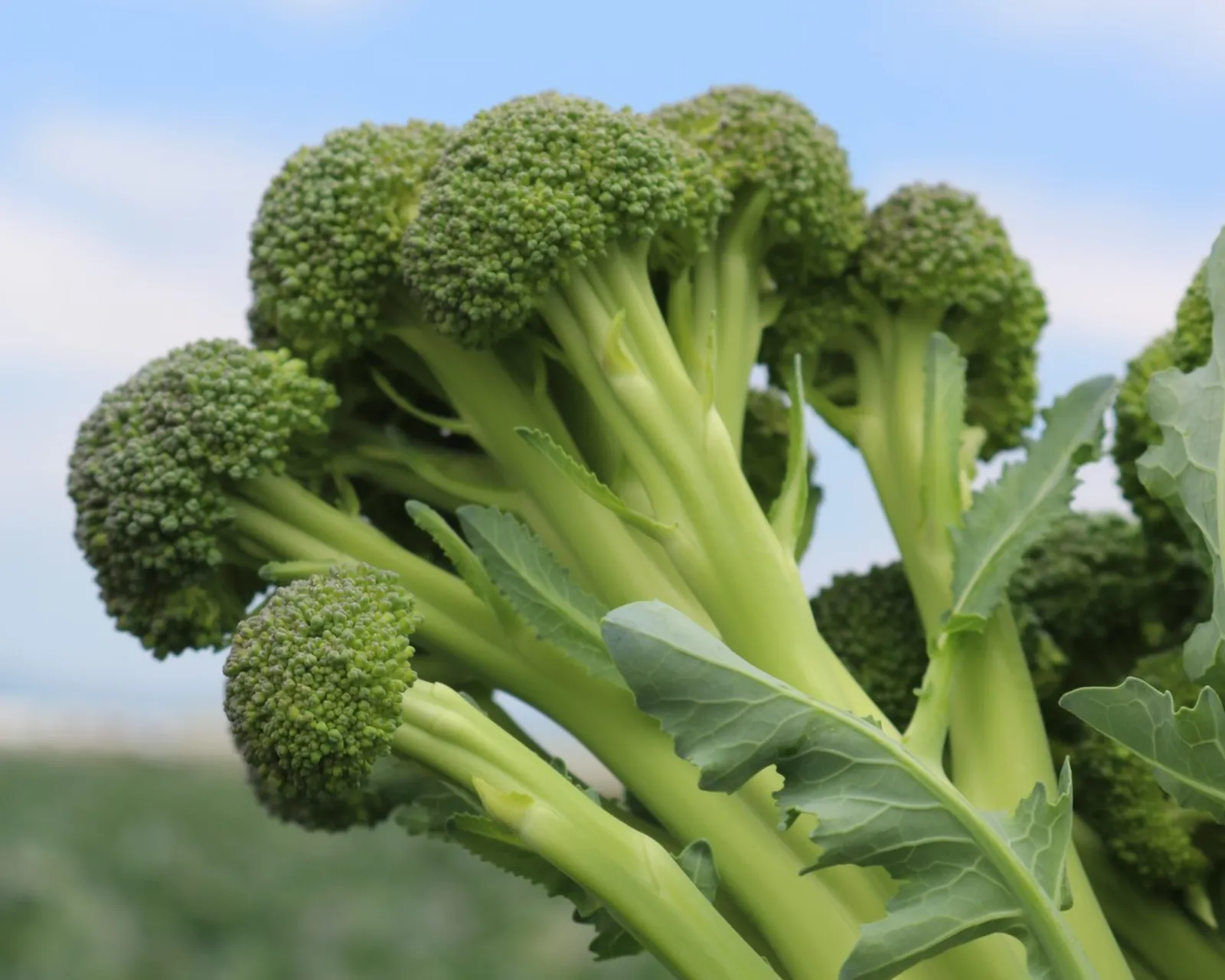 Skytree Broccoli