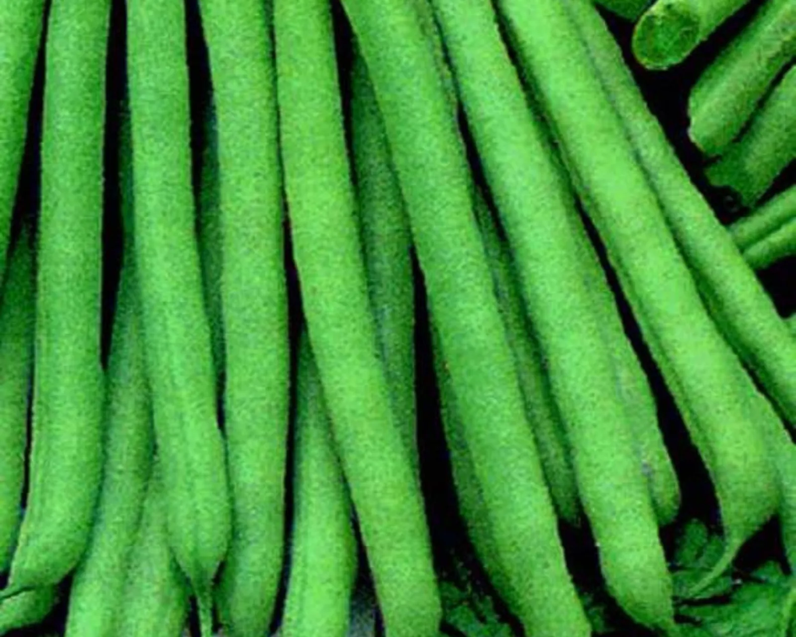 Slenderette Beans