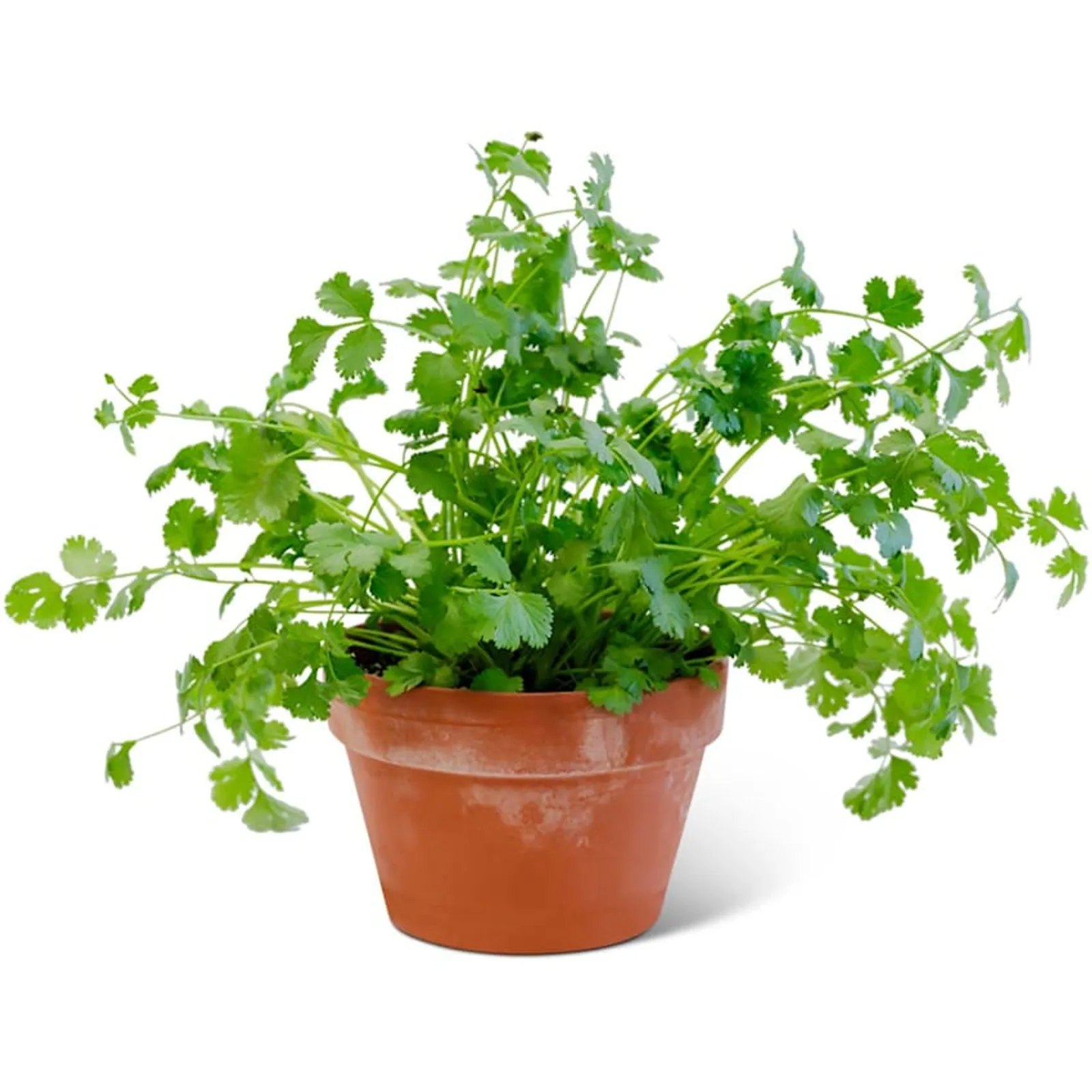 Slo-Bolt Cilantro
