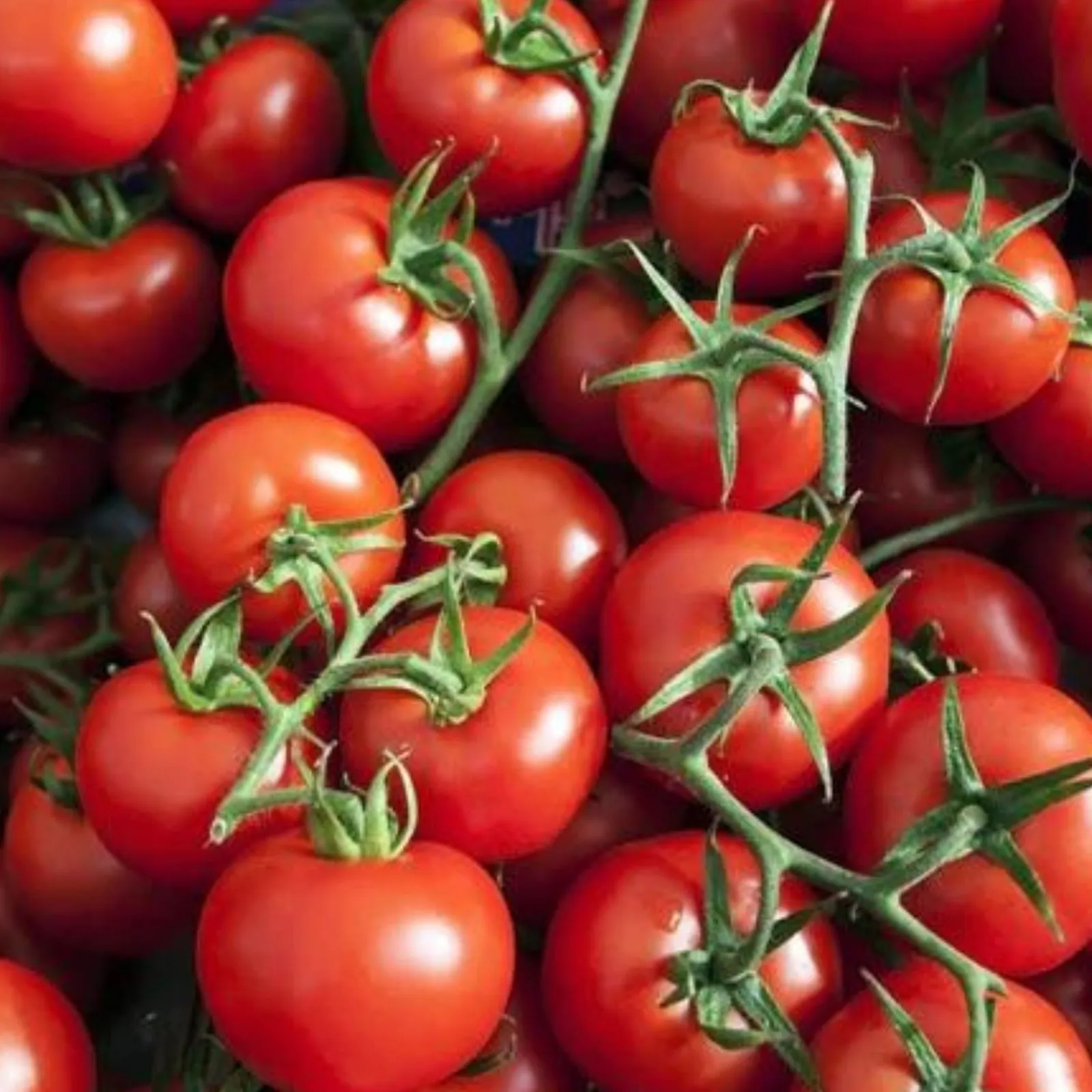 Cherry Tomatoes