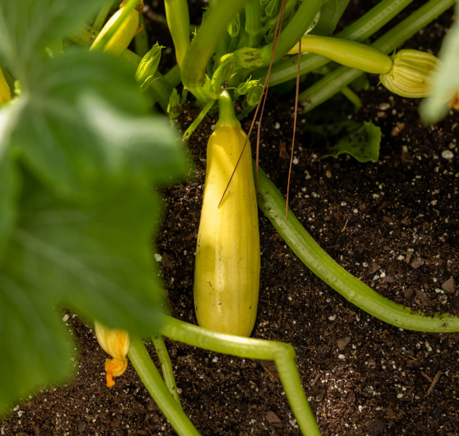Smooth Criminal Squash