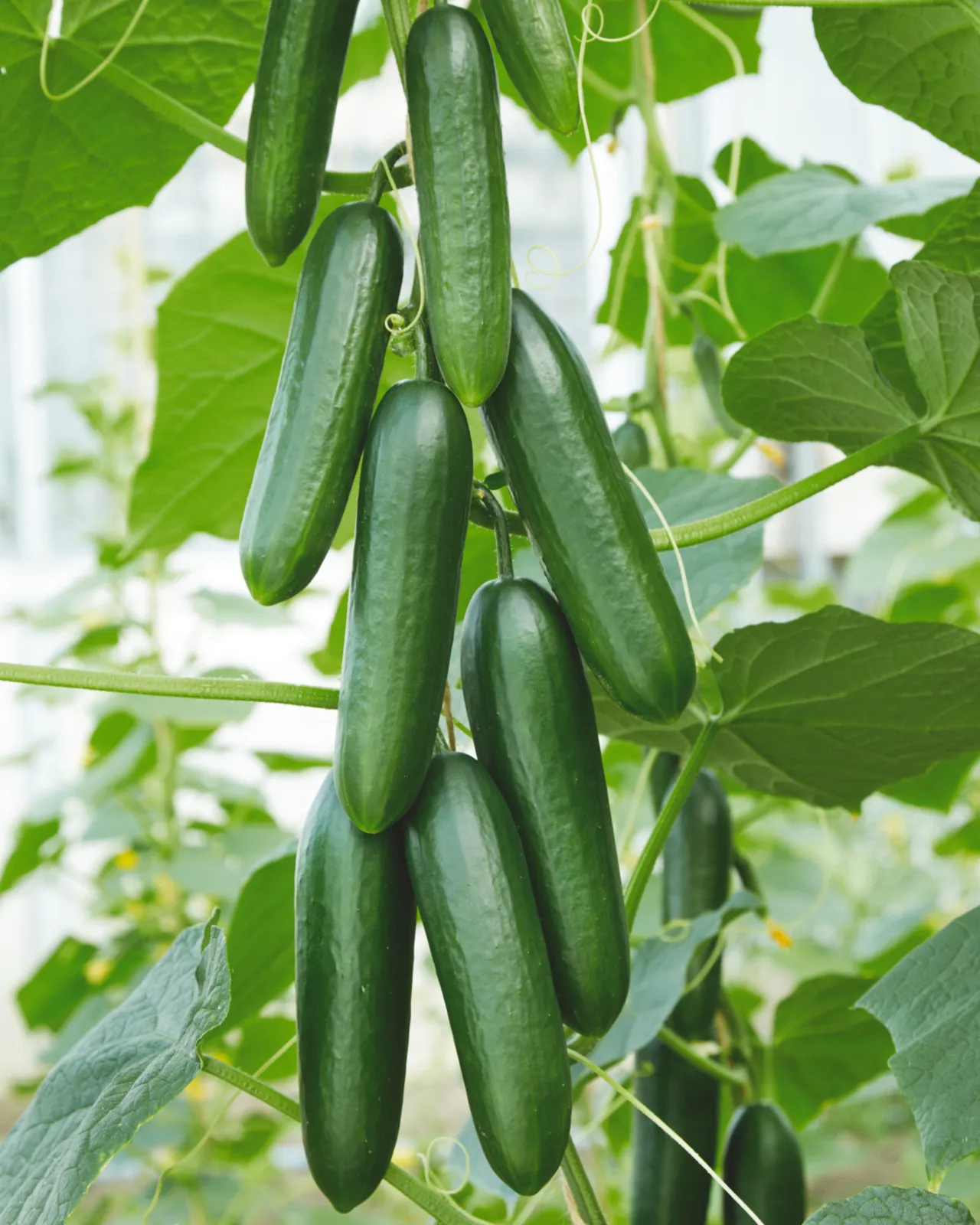 Snack Cucumbers