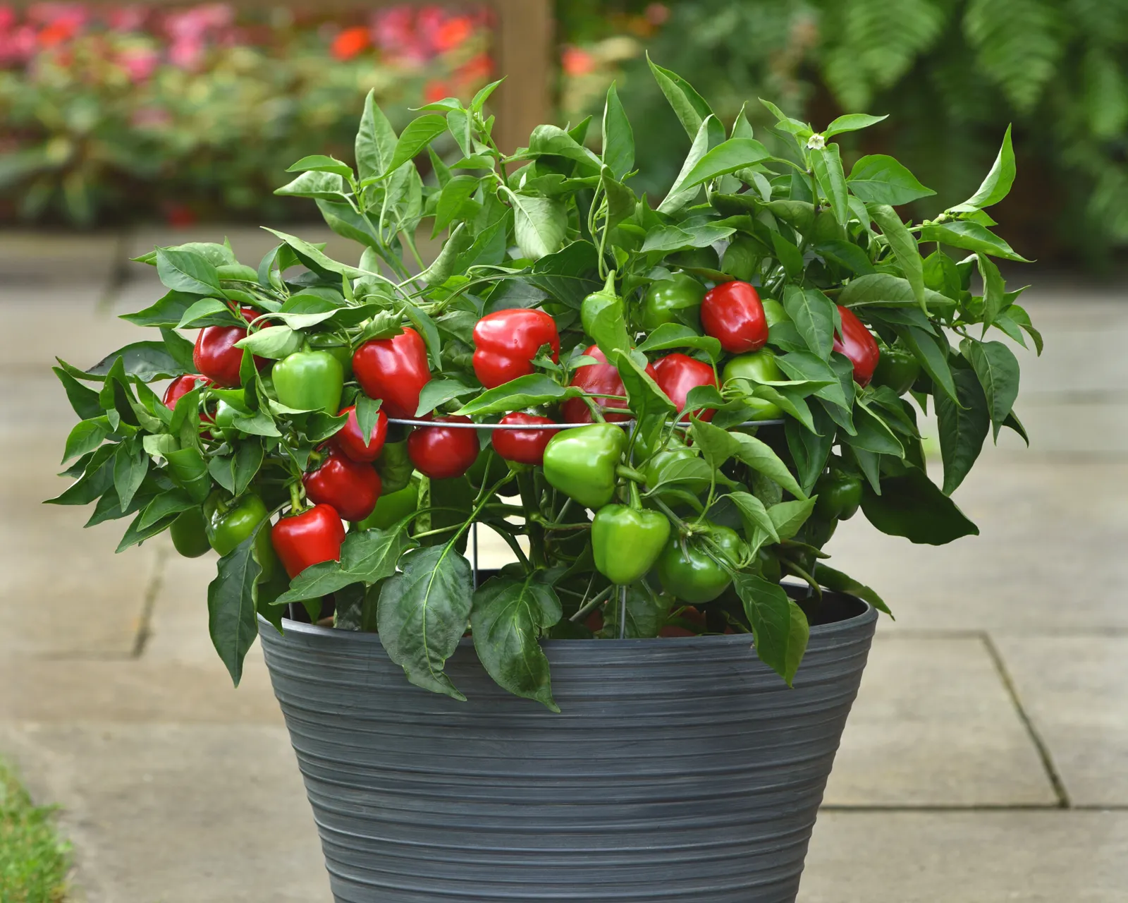 Snackabelle Red Peppers