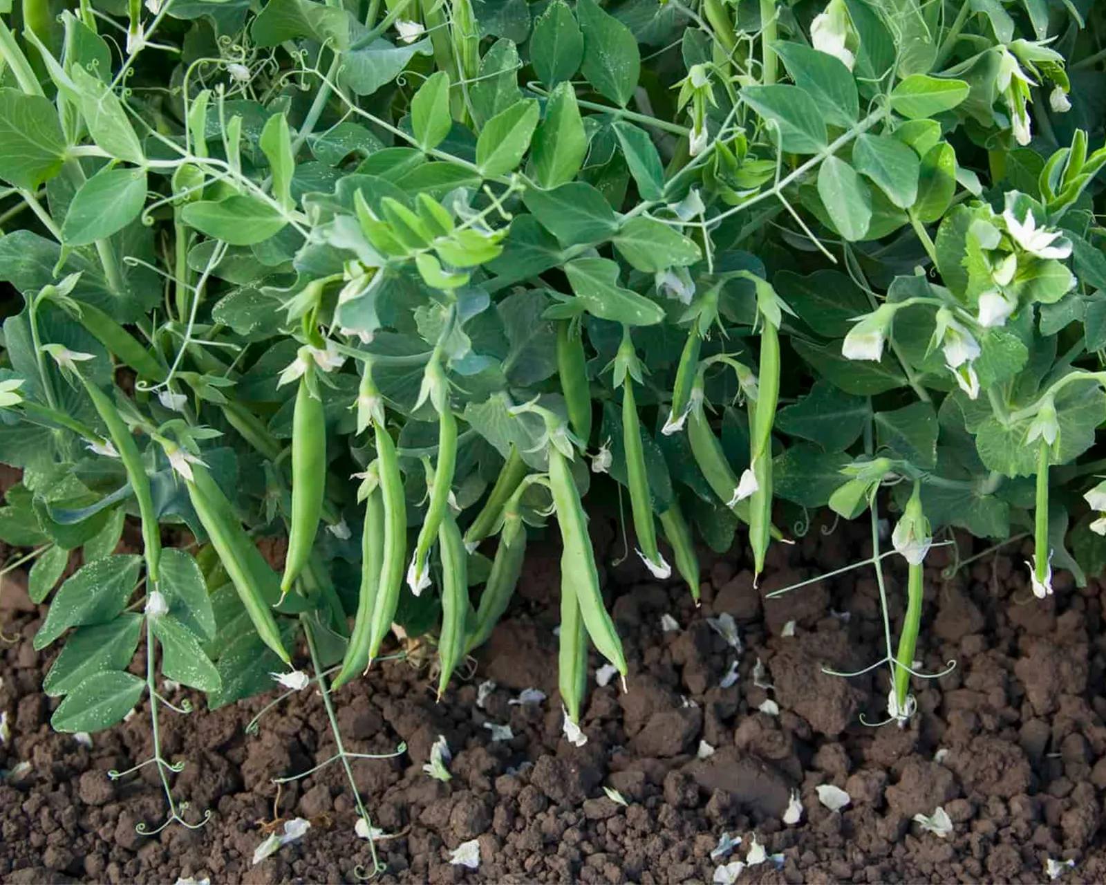 Snak Hero Snack Peas