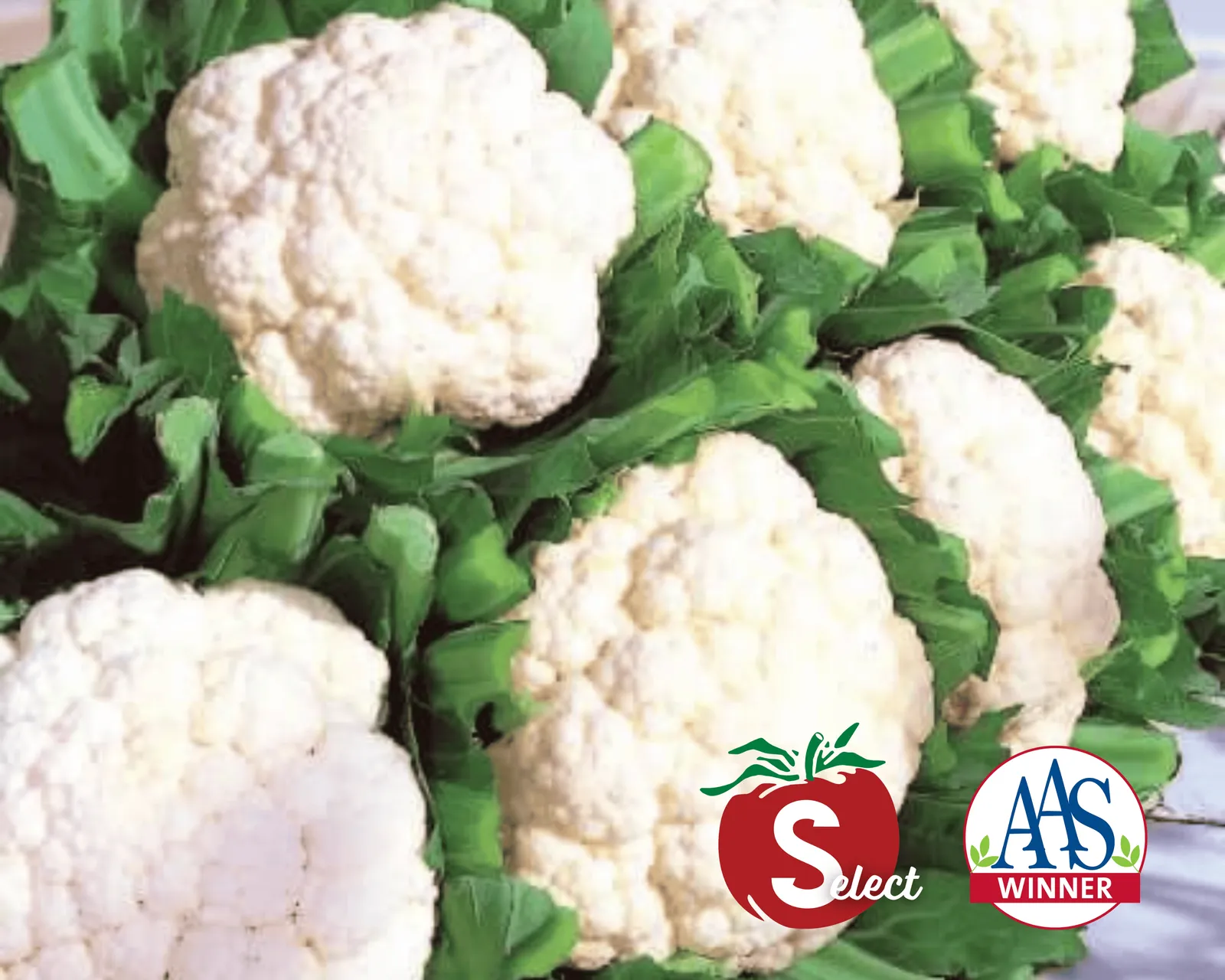 Snow Crown Cauliflower