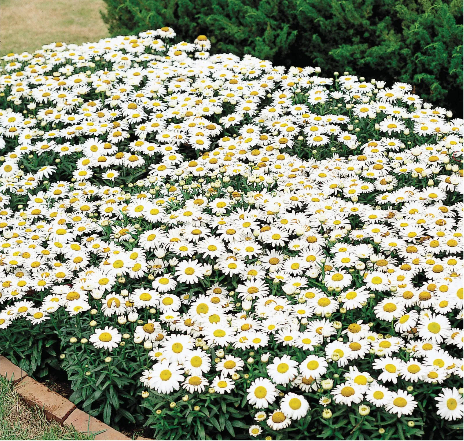 Snow Lady Shasta Daisy