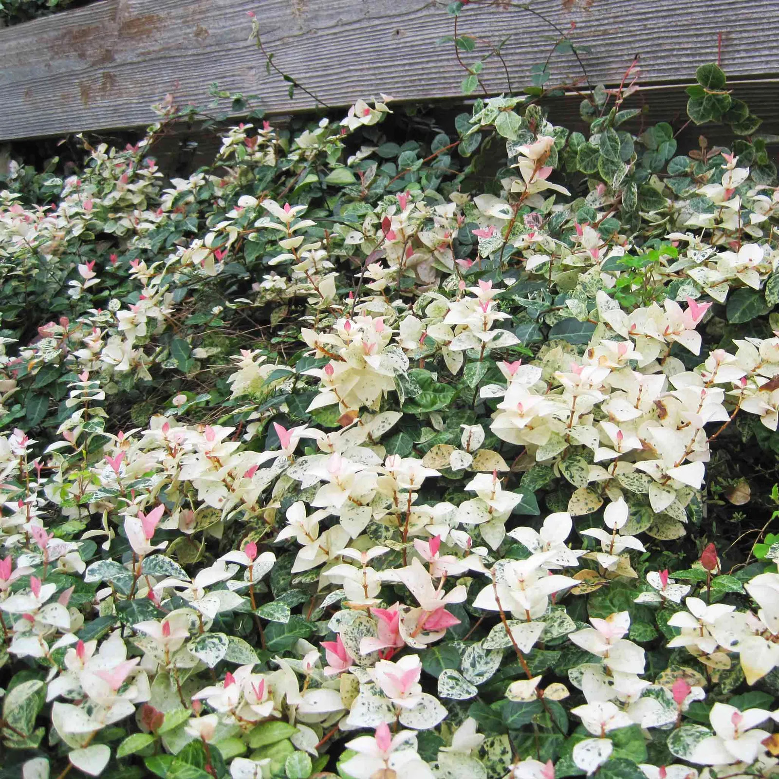 Snow-N-Summer Asiatic Jasmine