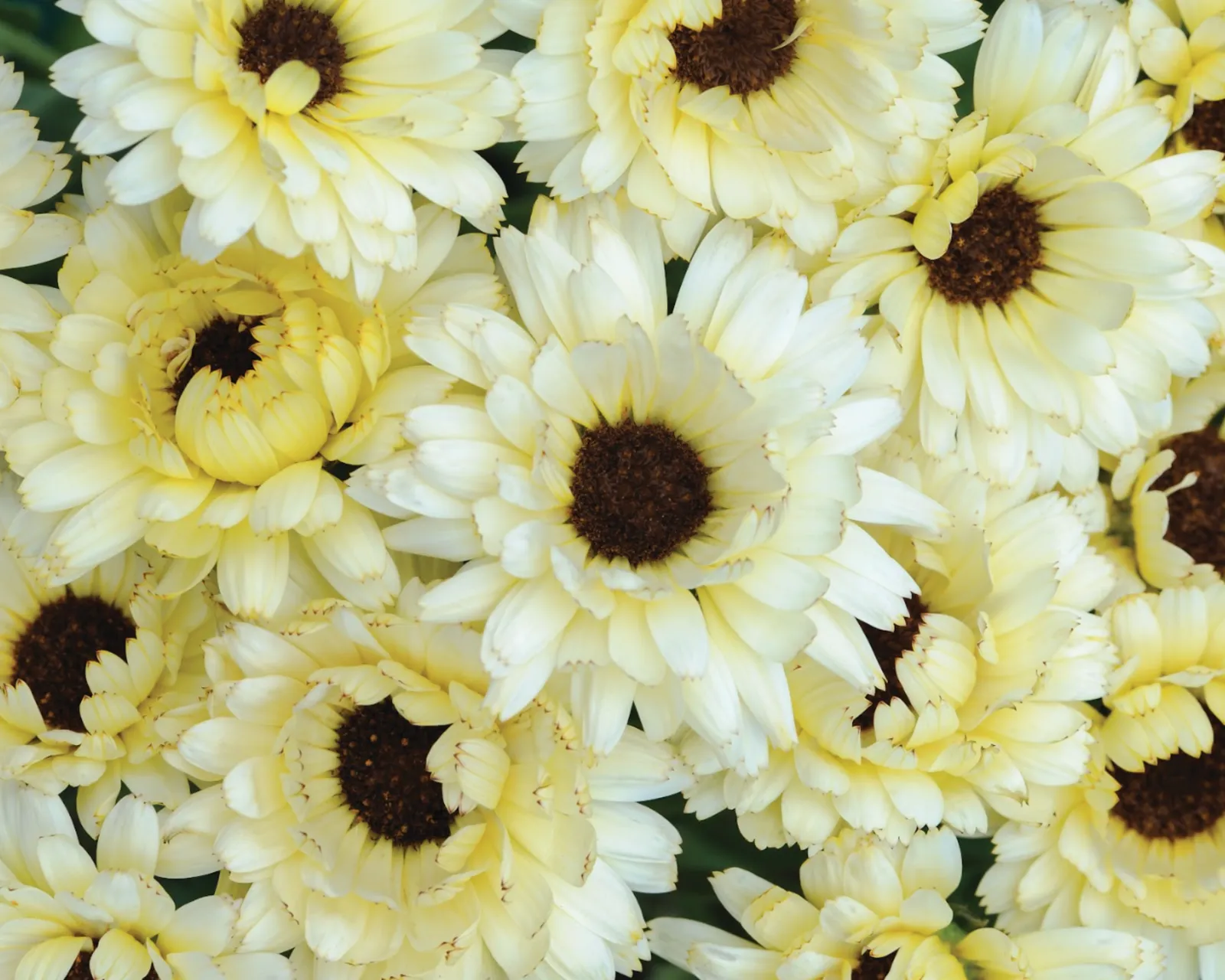 Snow Princess Calendula