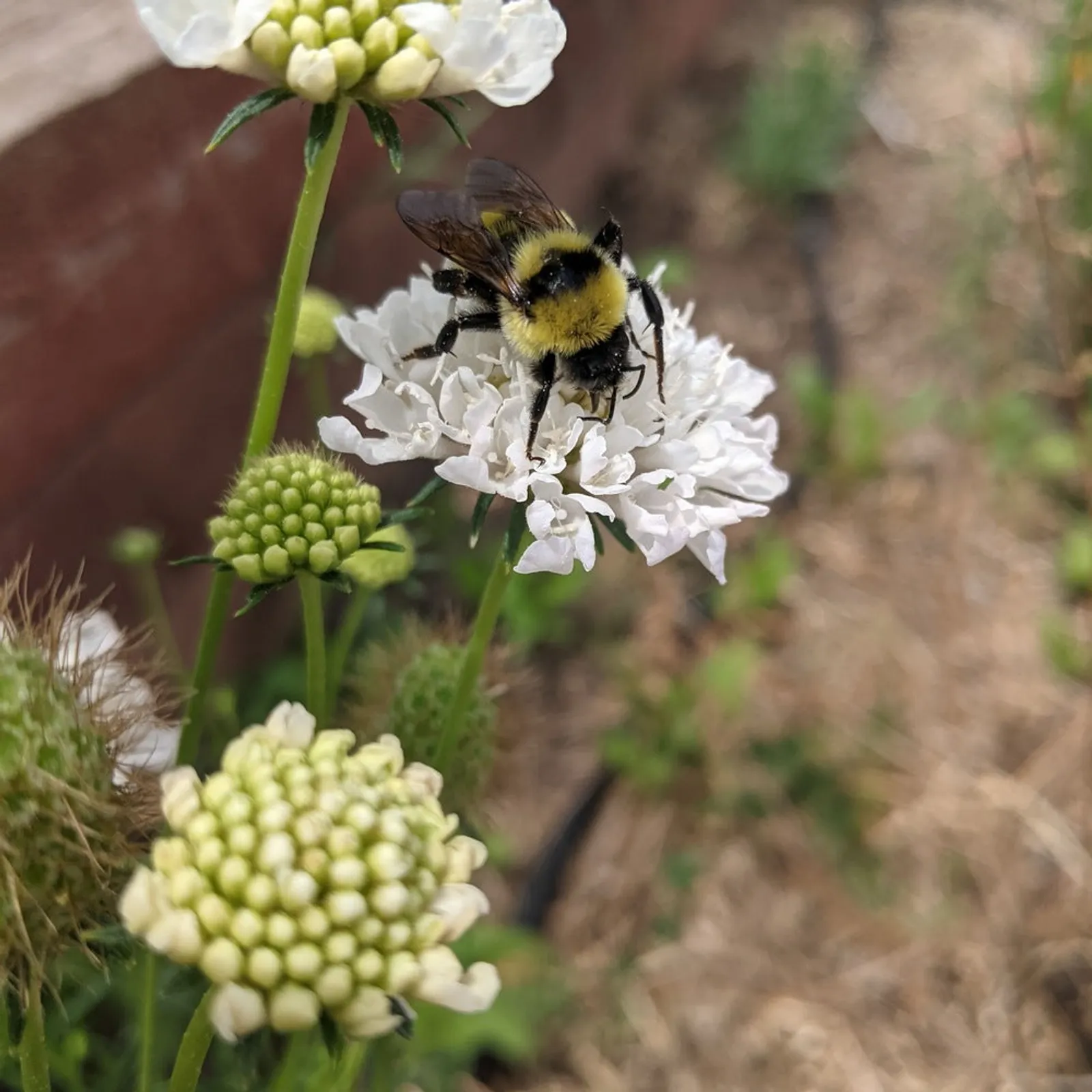 Snowmaiden Scabiosa