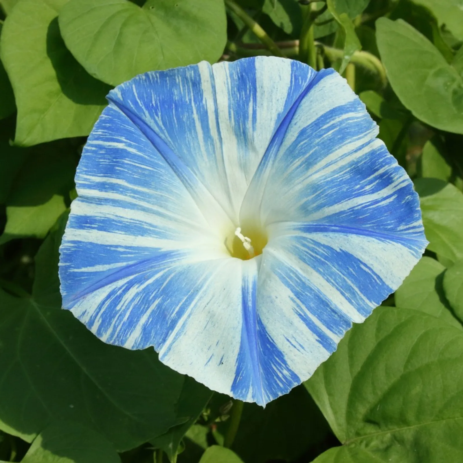 Something Old Something New Morning Glory