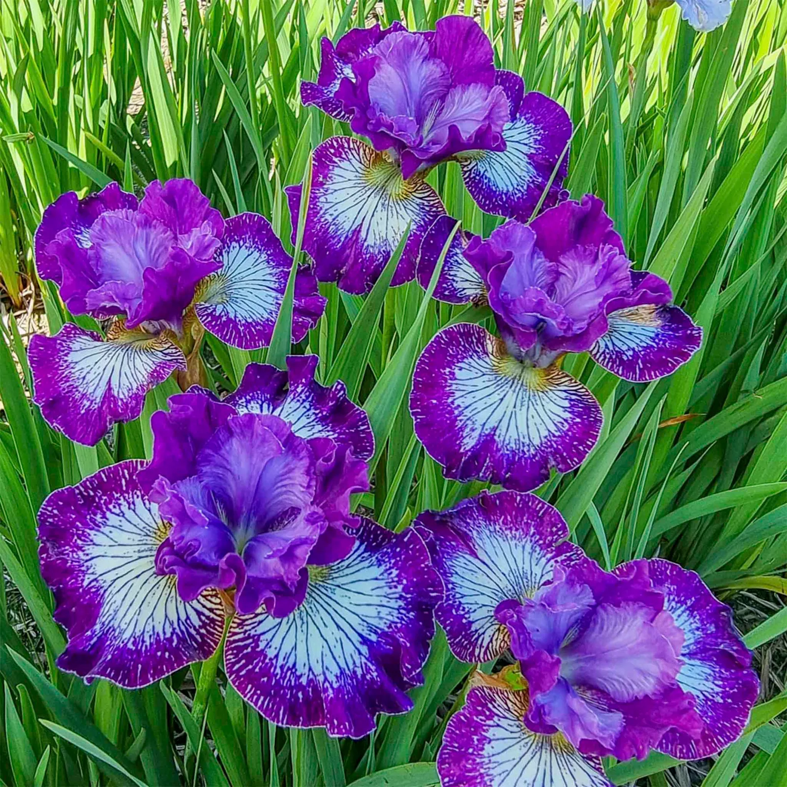 Something Shocking Siberian Iris