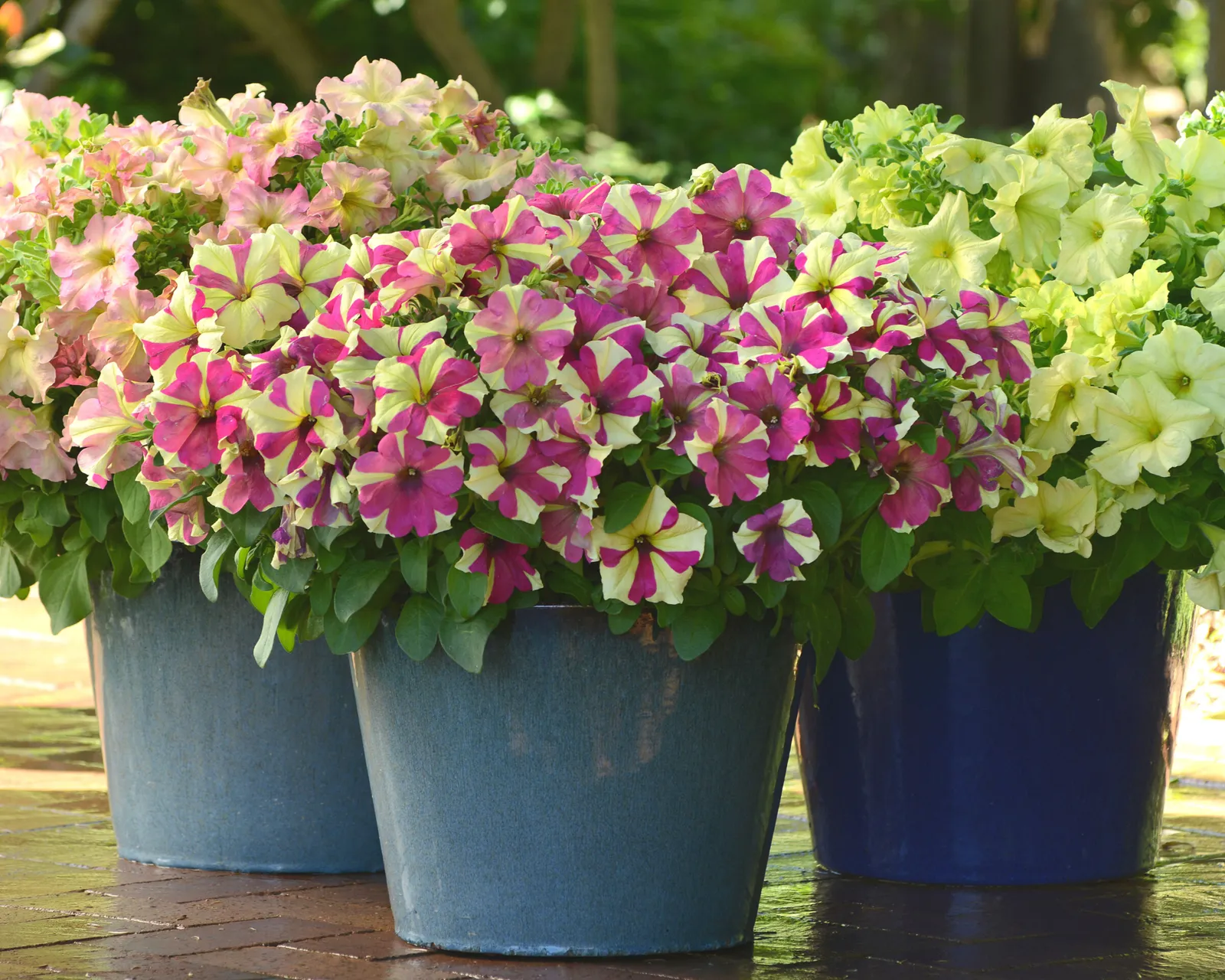 Sophistica Lime Bicolor Petunia